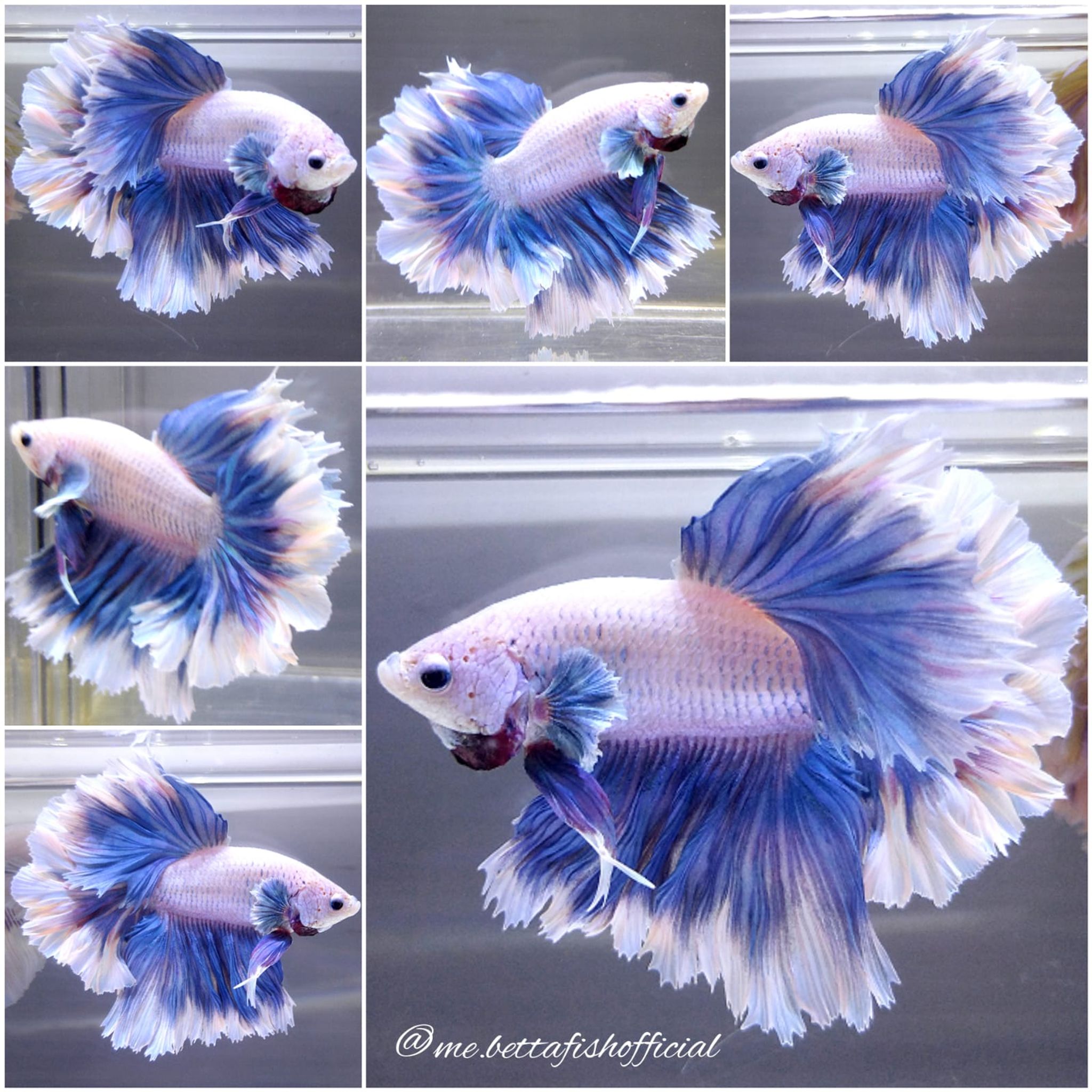 Monster King Rosetail Sky Blue Unicorn Butterfly
