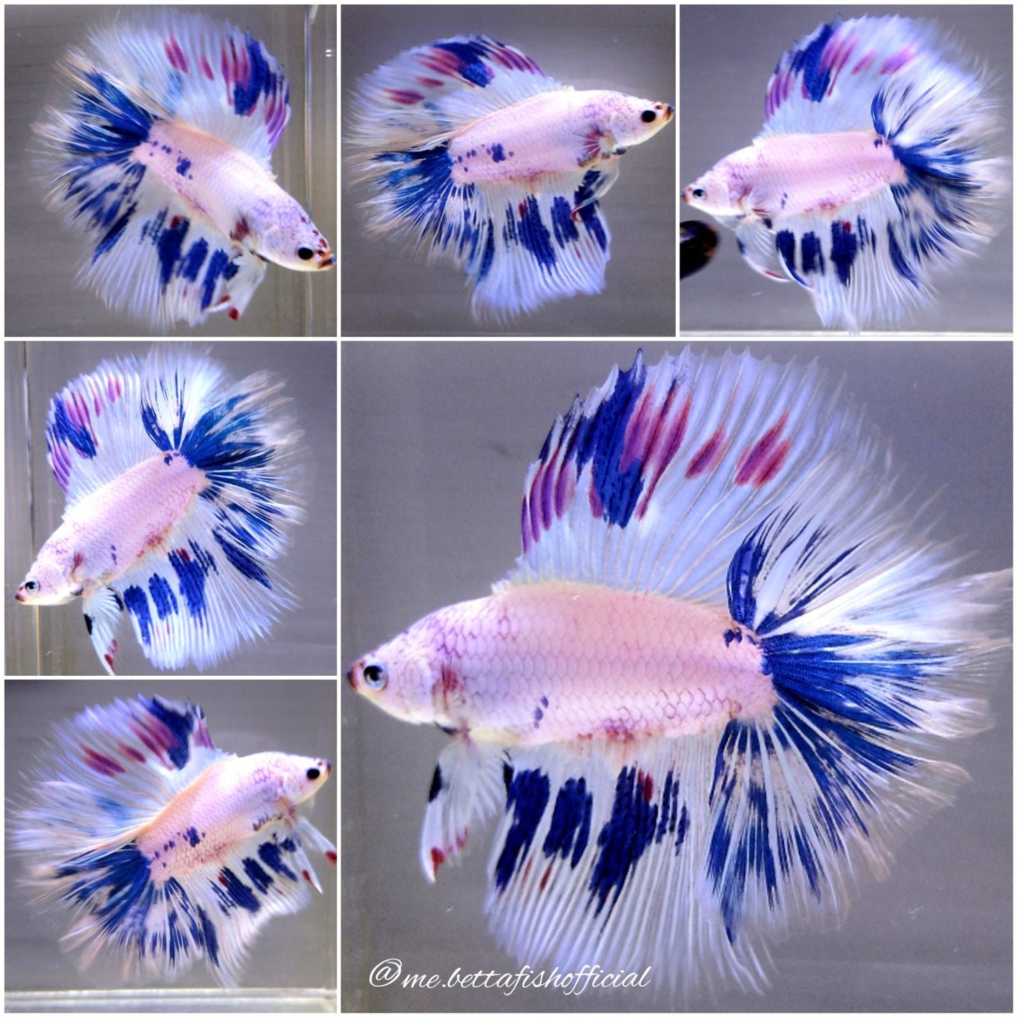 Monster Over Halfmoon Double Tail Candy Brush