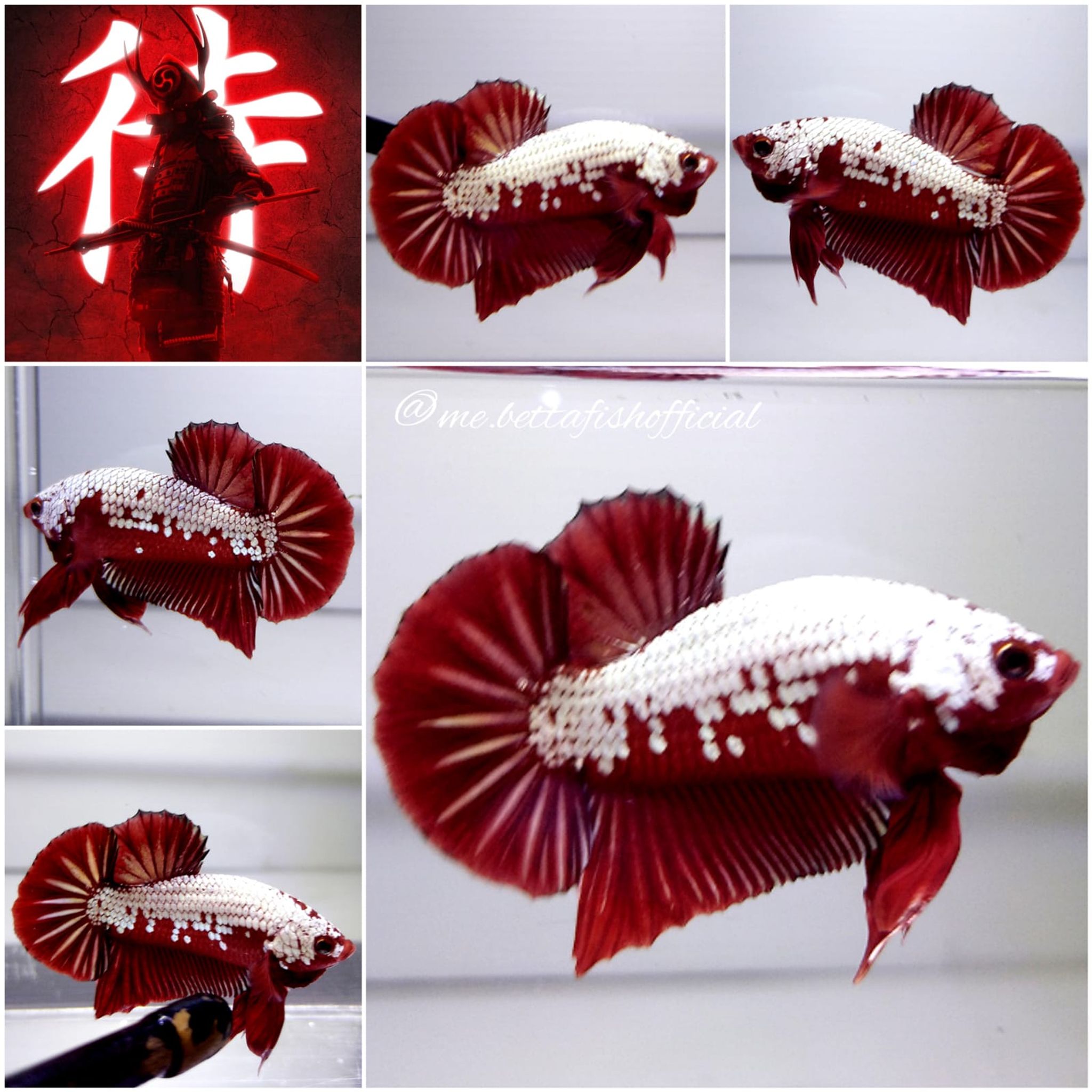 Monster Red Samurai