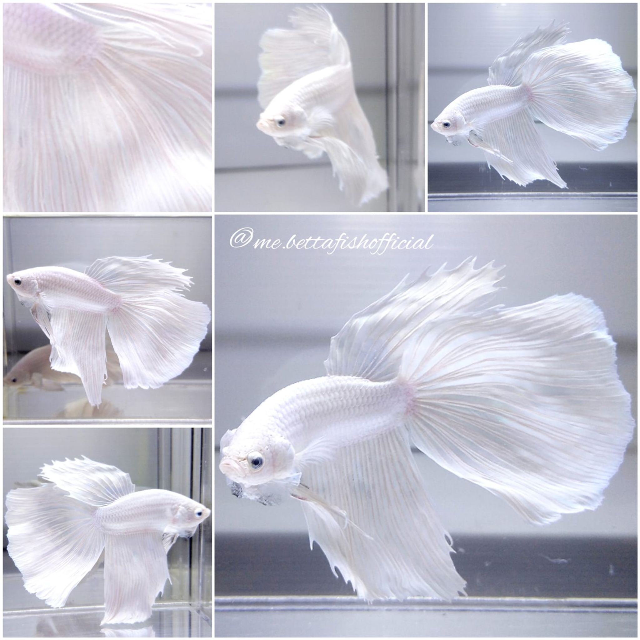 Monster Super Delta Tail White Platinum