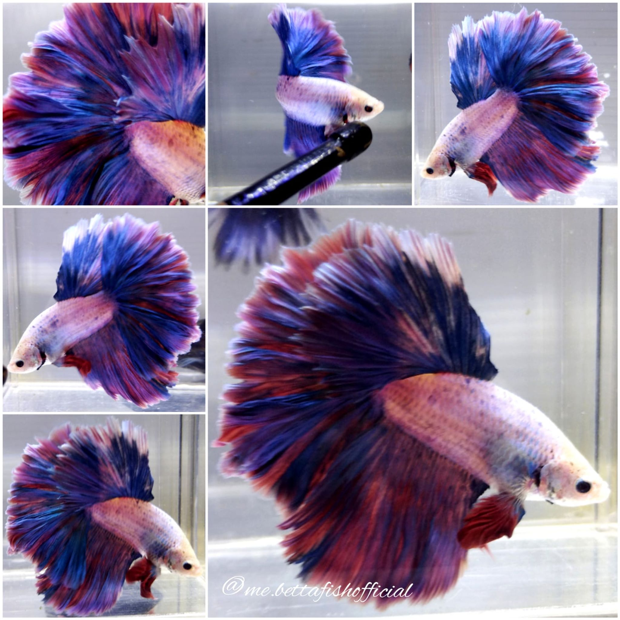 Monster Super Rosetail Grizzle Aurora