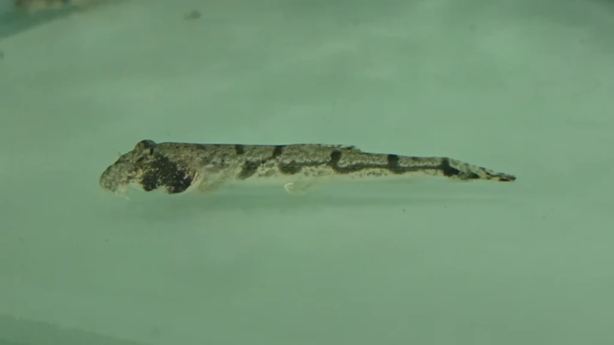 Moose-face loach 8-12cm