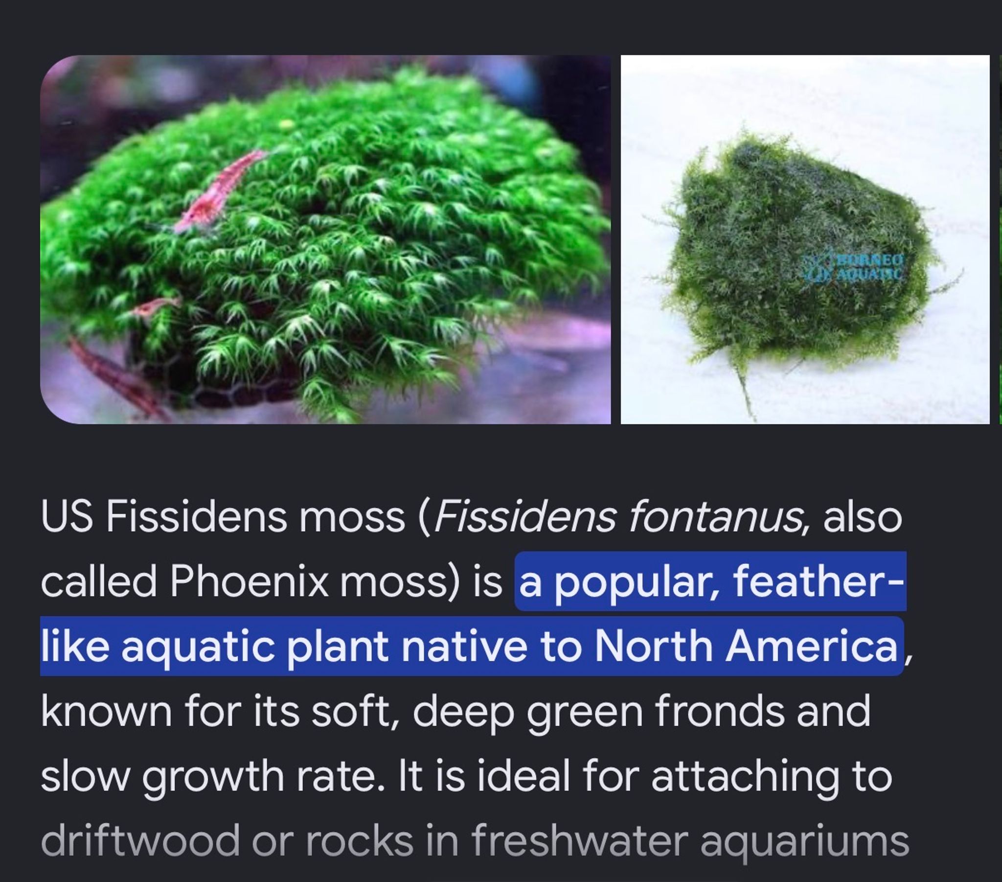 Moss DIY for planted tanks