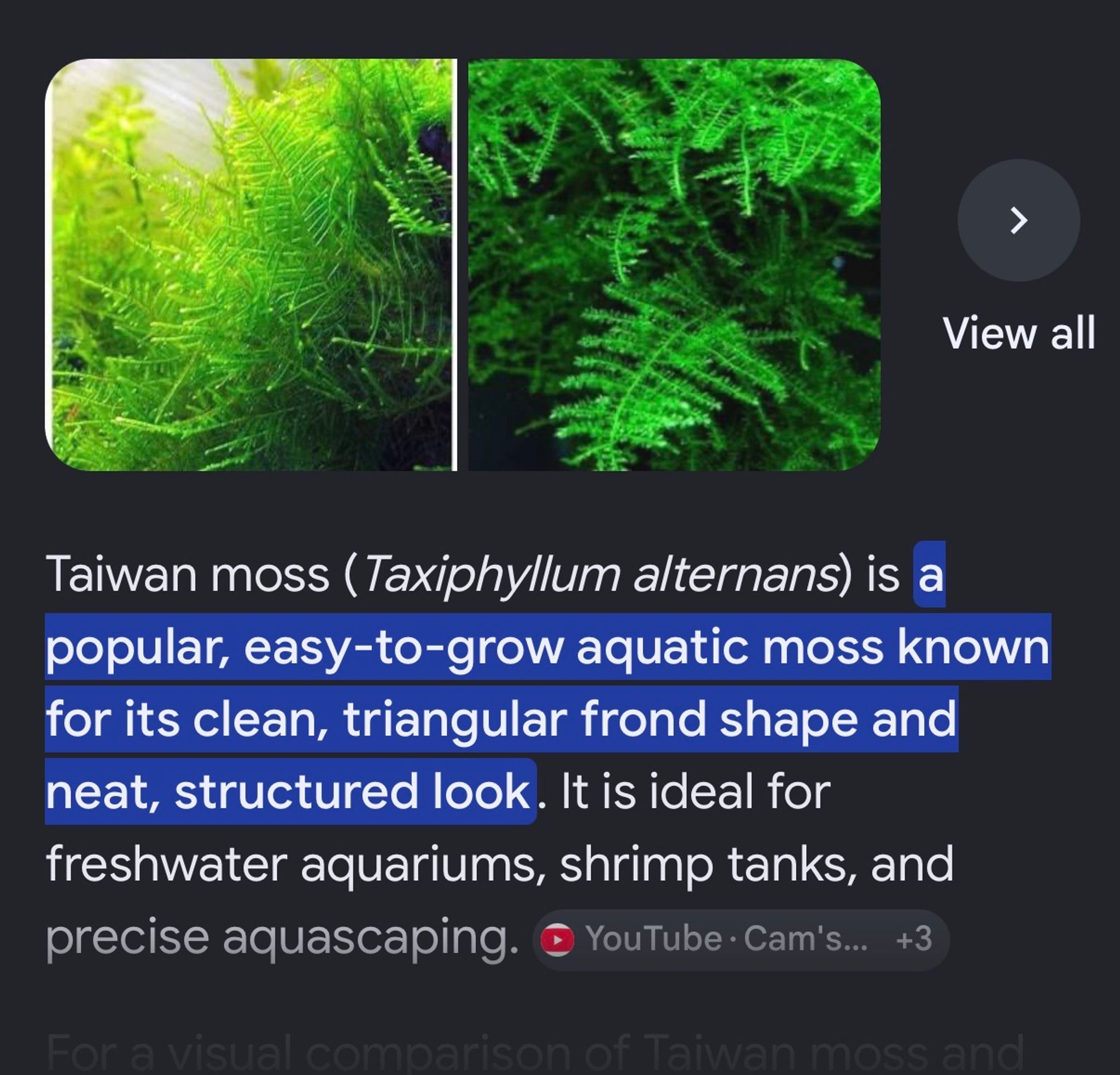 Moss DIY for planted tanks