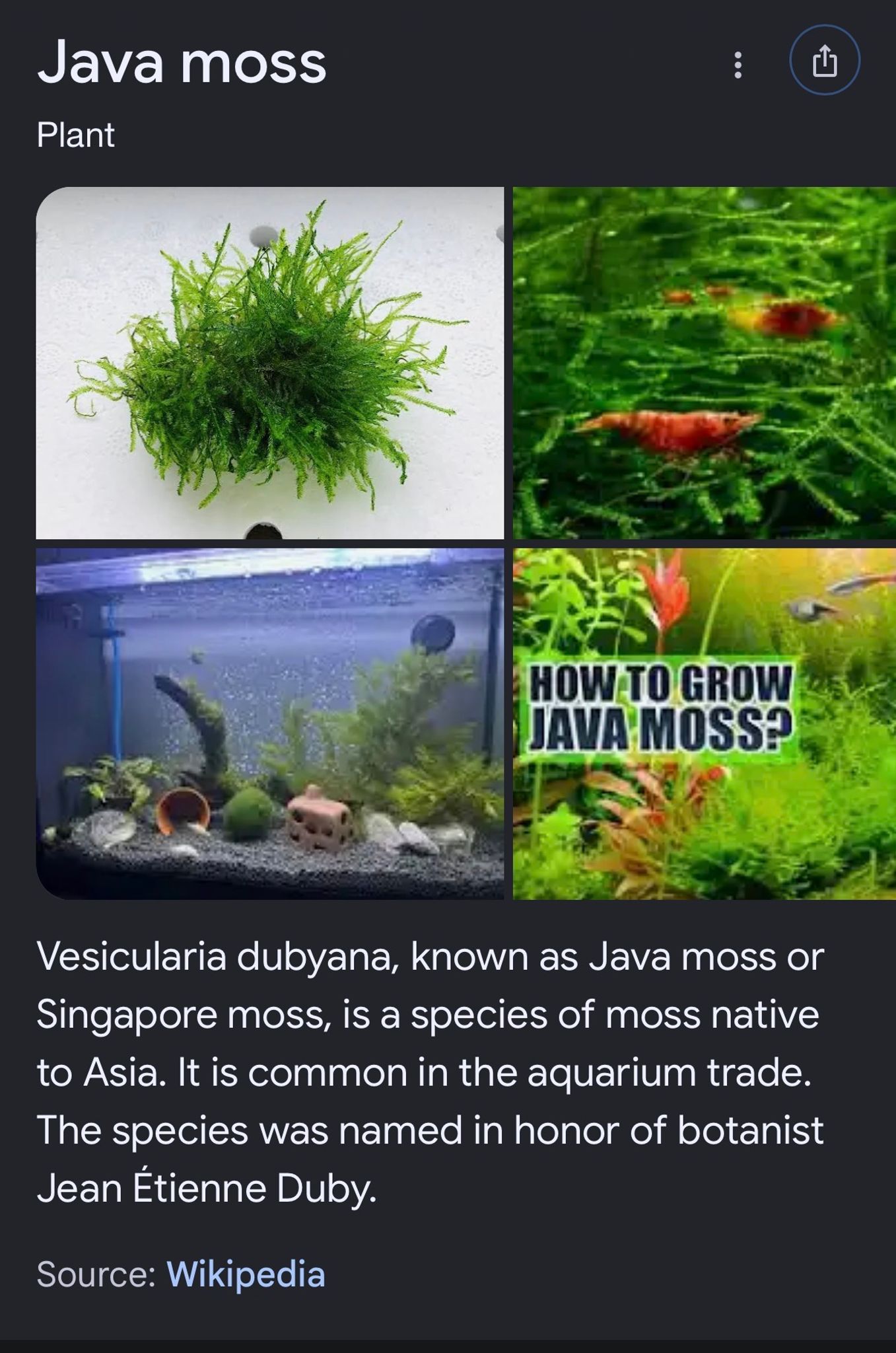 Moss DIY for planted tanks
