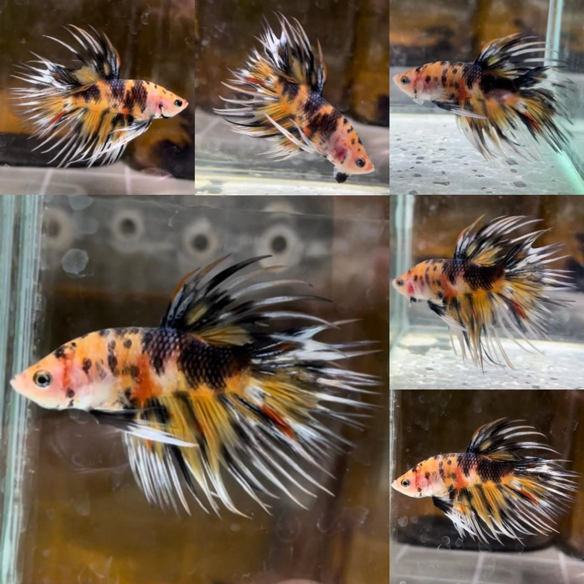 Multicolor Crowntail Betta (Male)