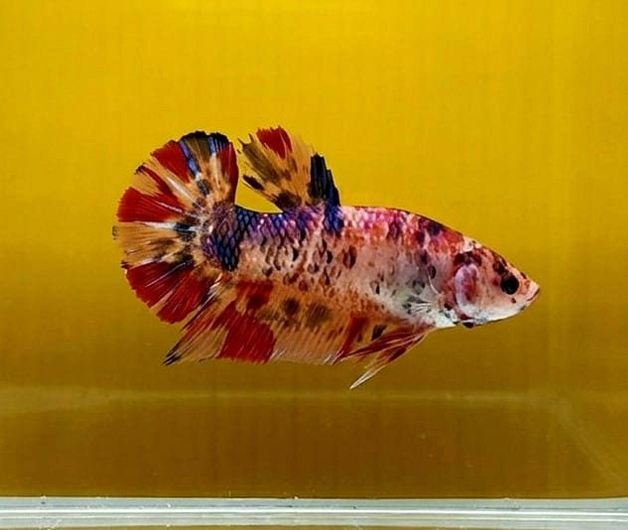 Multicolor Giant Betta (Female)