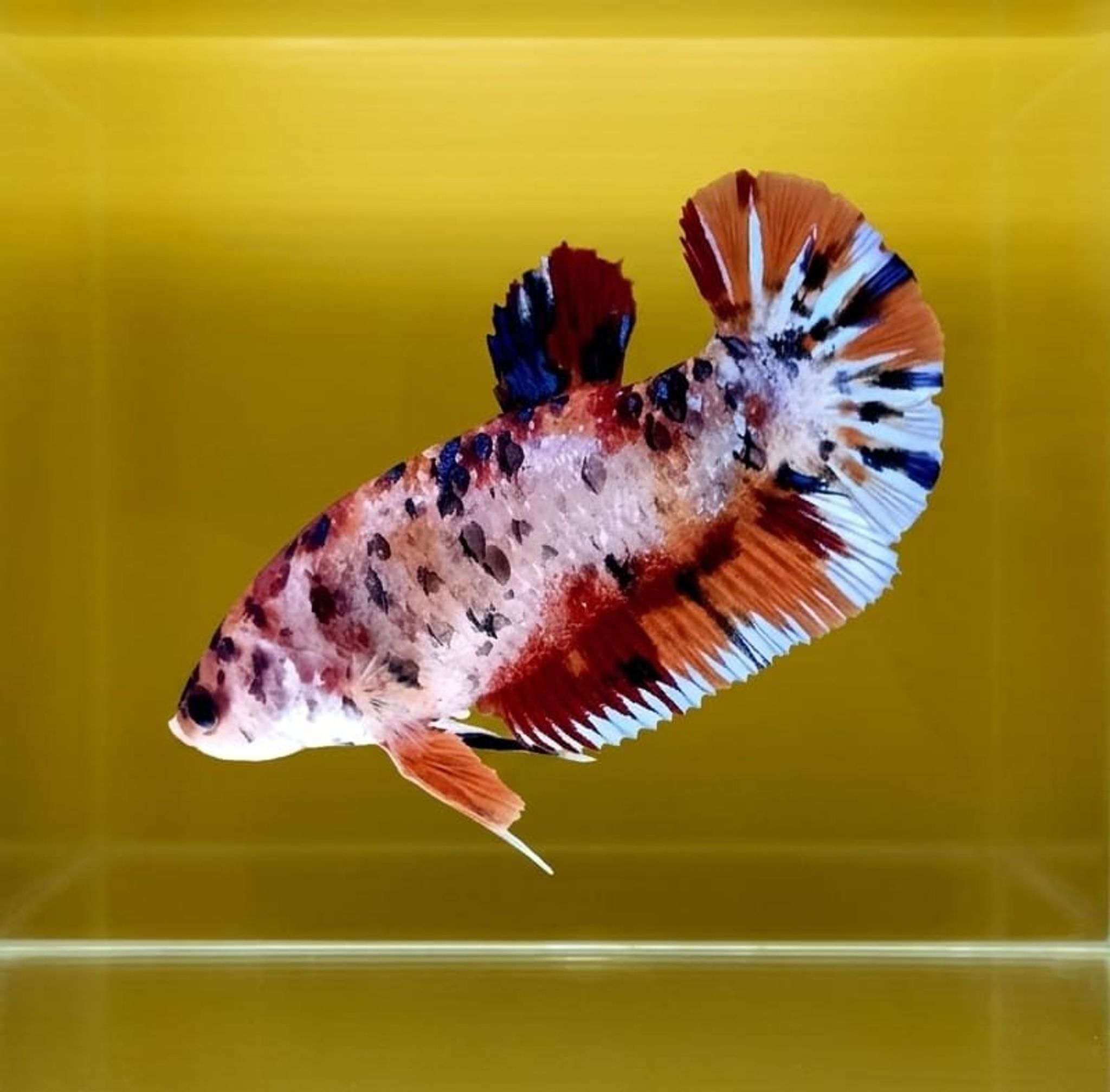 Multicolor Giant Betta (Female)