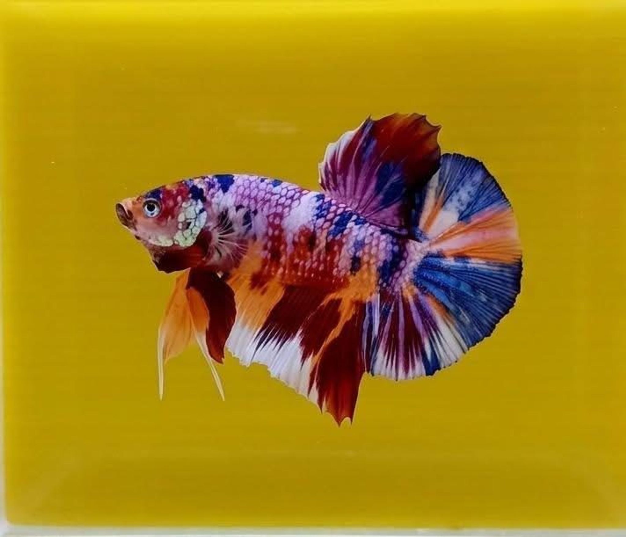 Multicolor Giant Betta (Male)