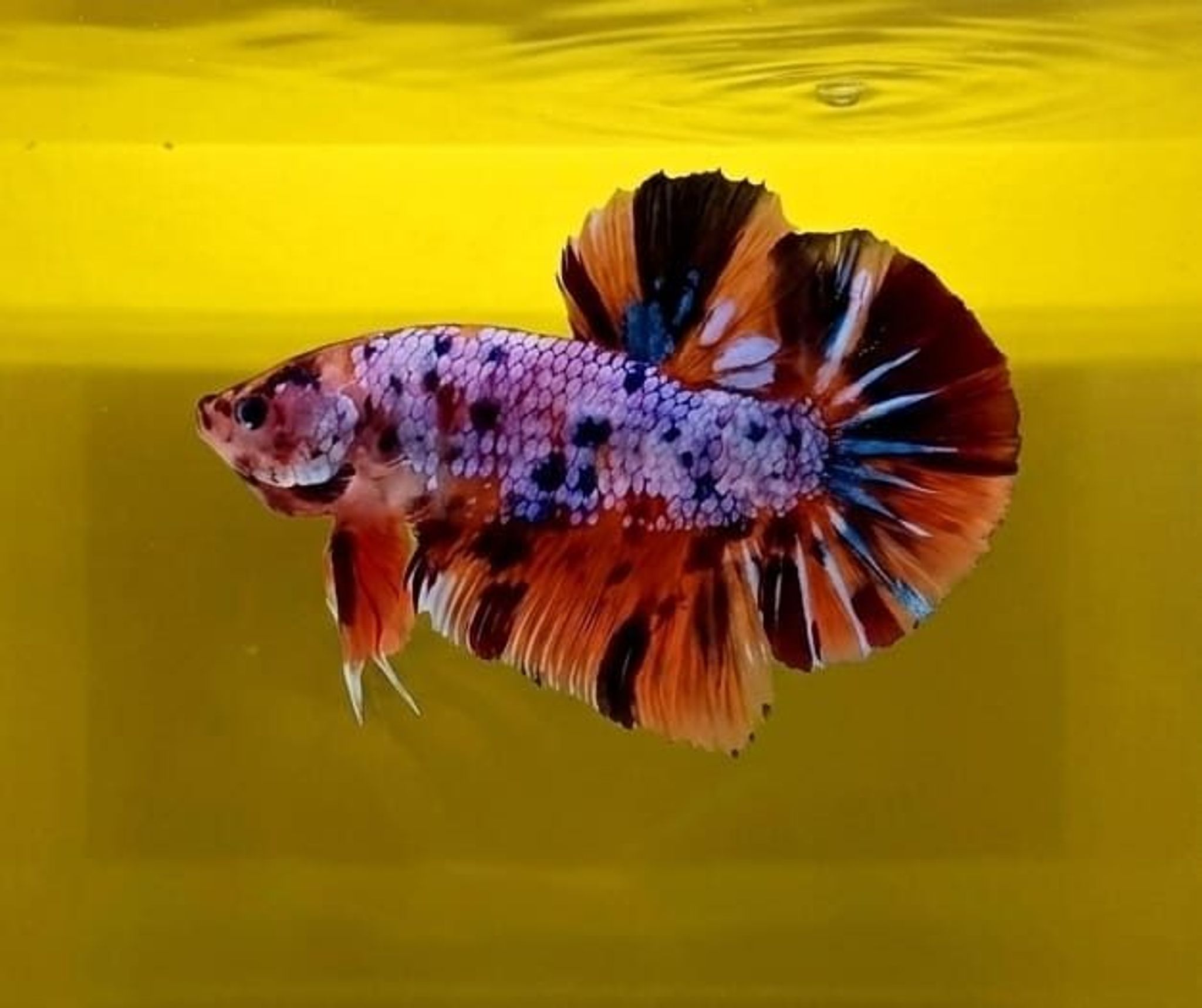 Multicolor Giant Betta (Male)