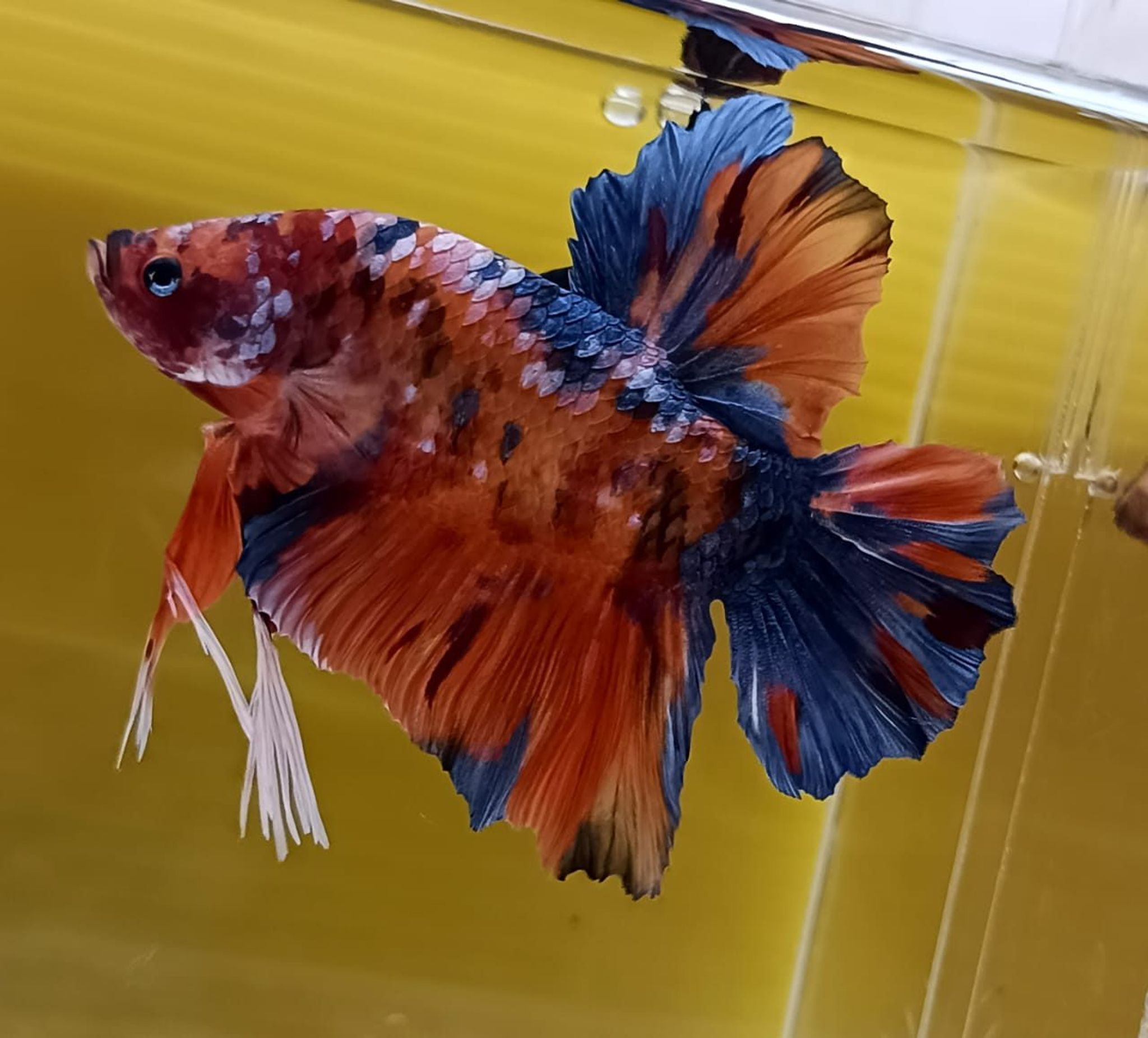 Multicolor Giant Betta (Male)