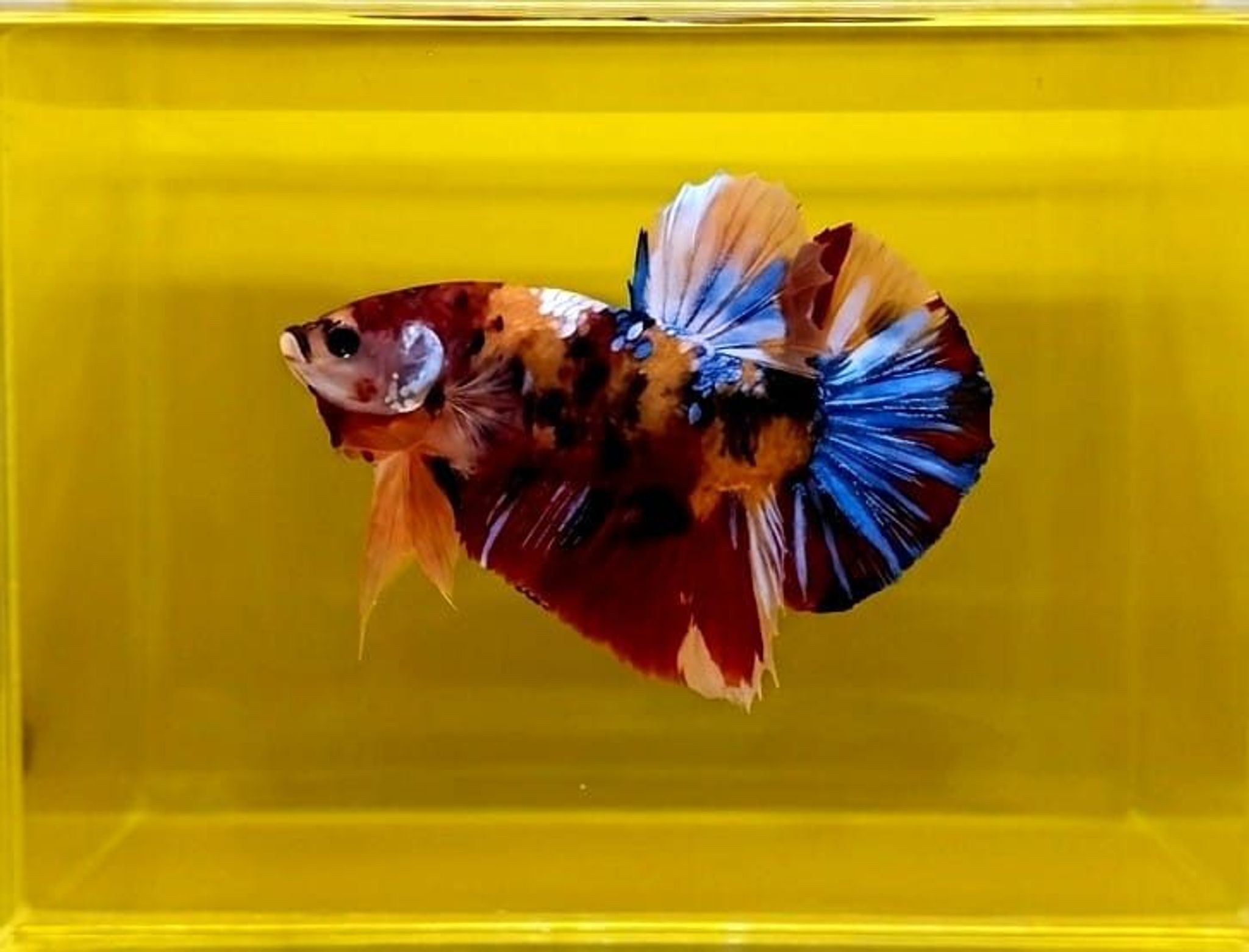 Multicolor Giant Betta (Male)