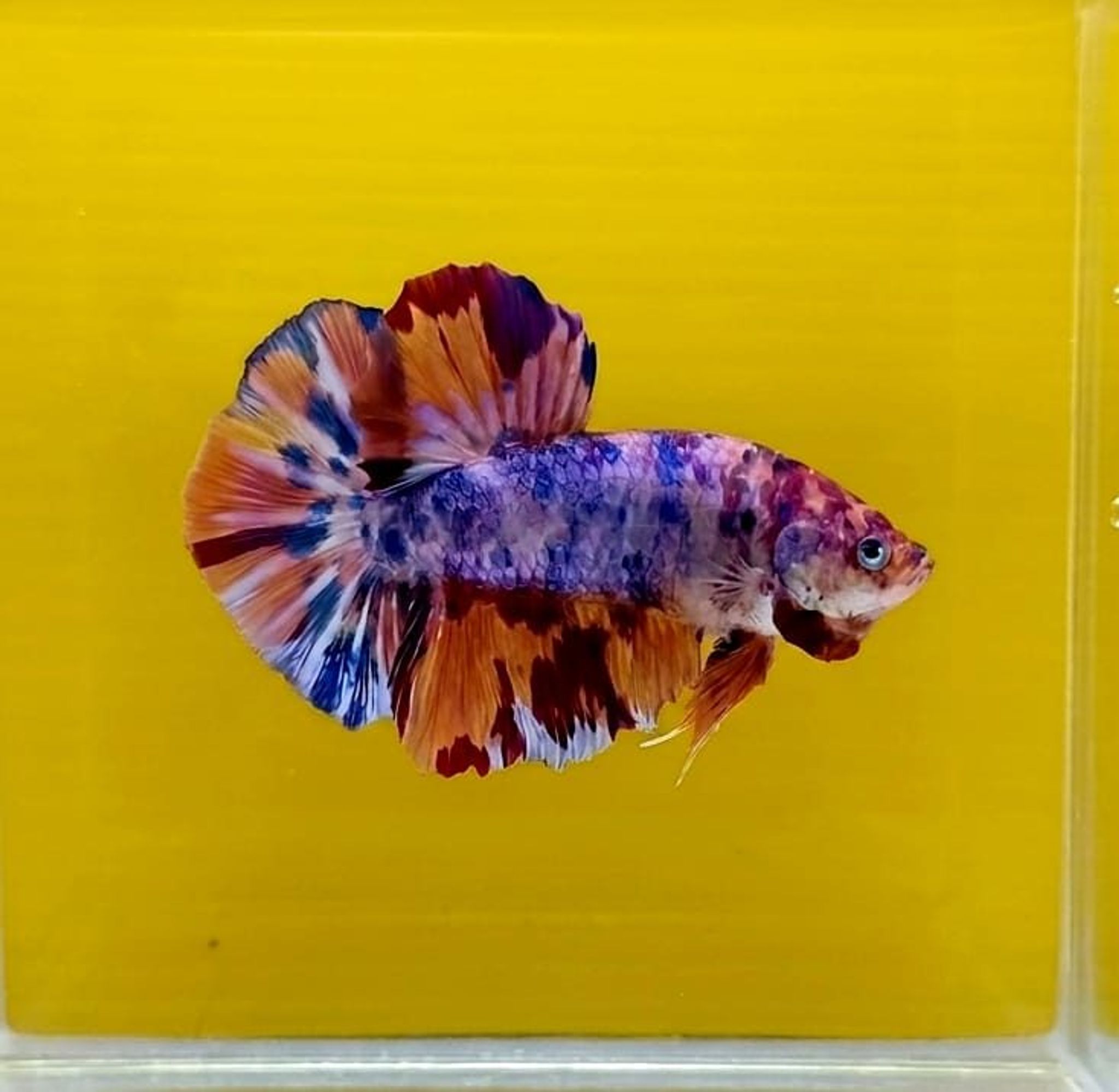 Multicolor Giant Betta (Male)