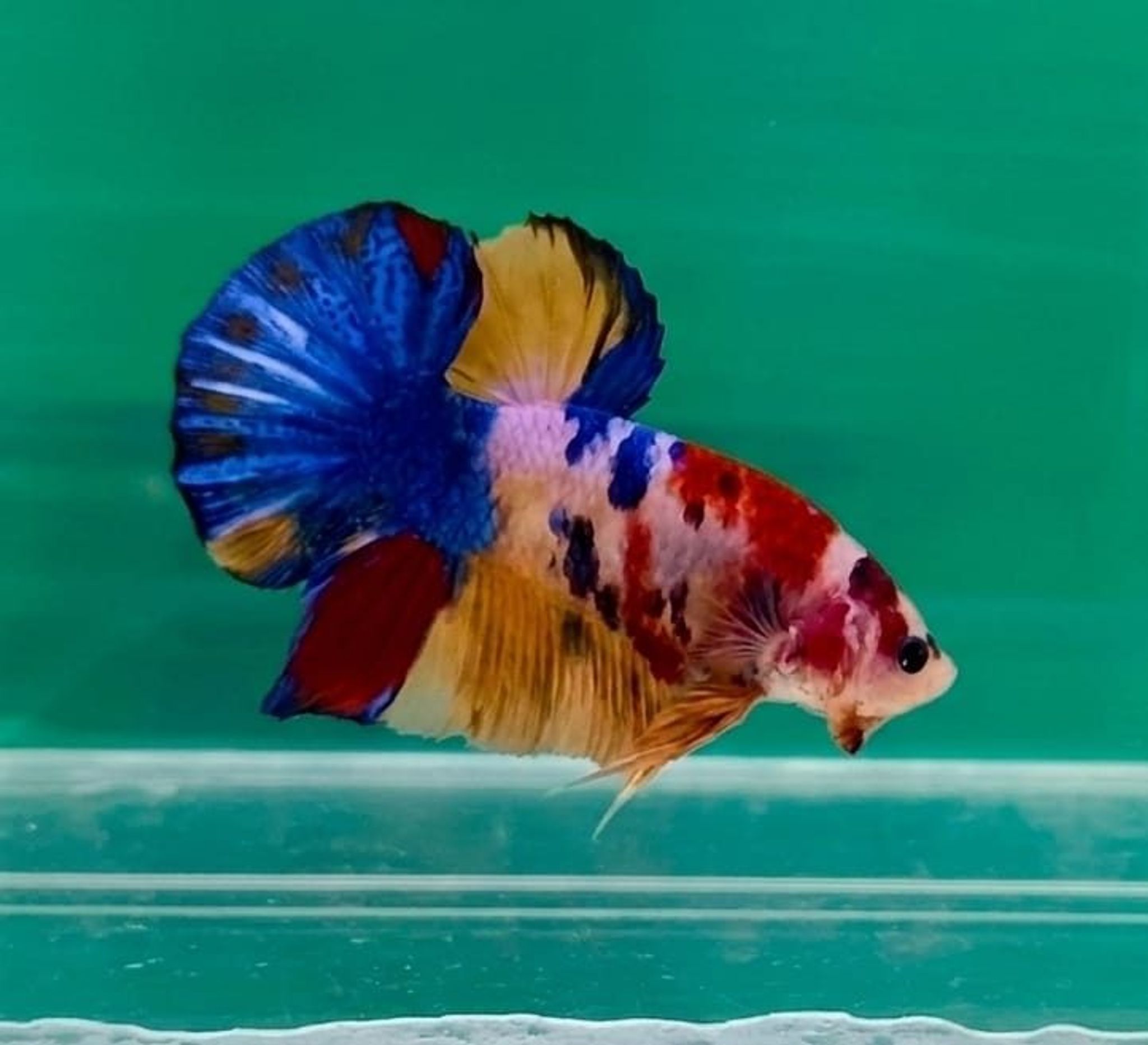 Multicolor Giant Betta (Male)