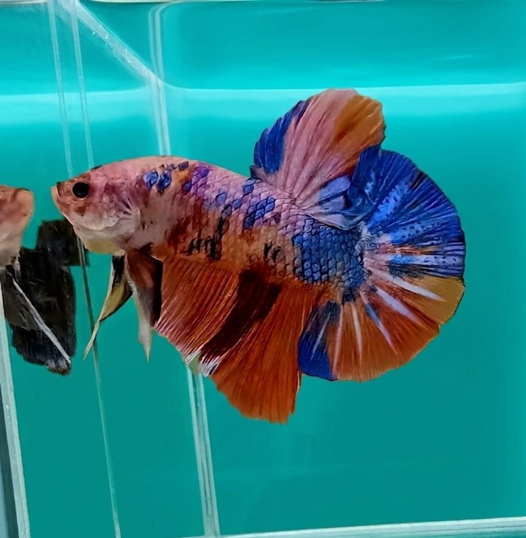 Multicolor Giant Betta (Male)