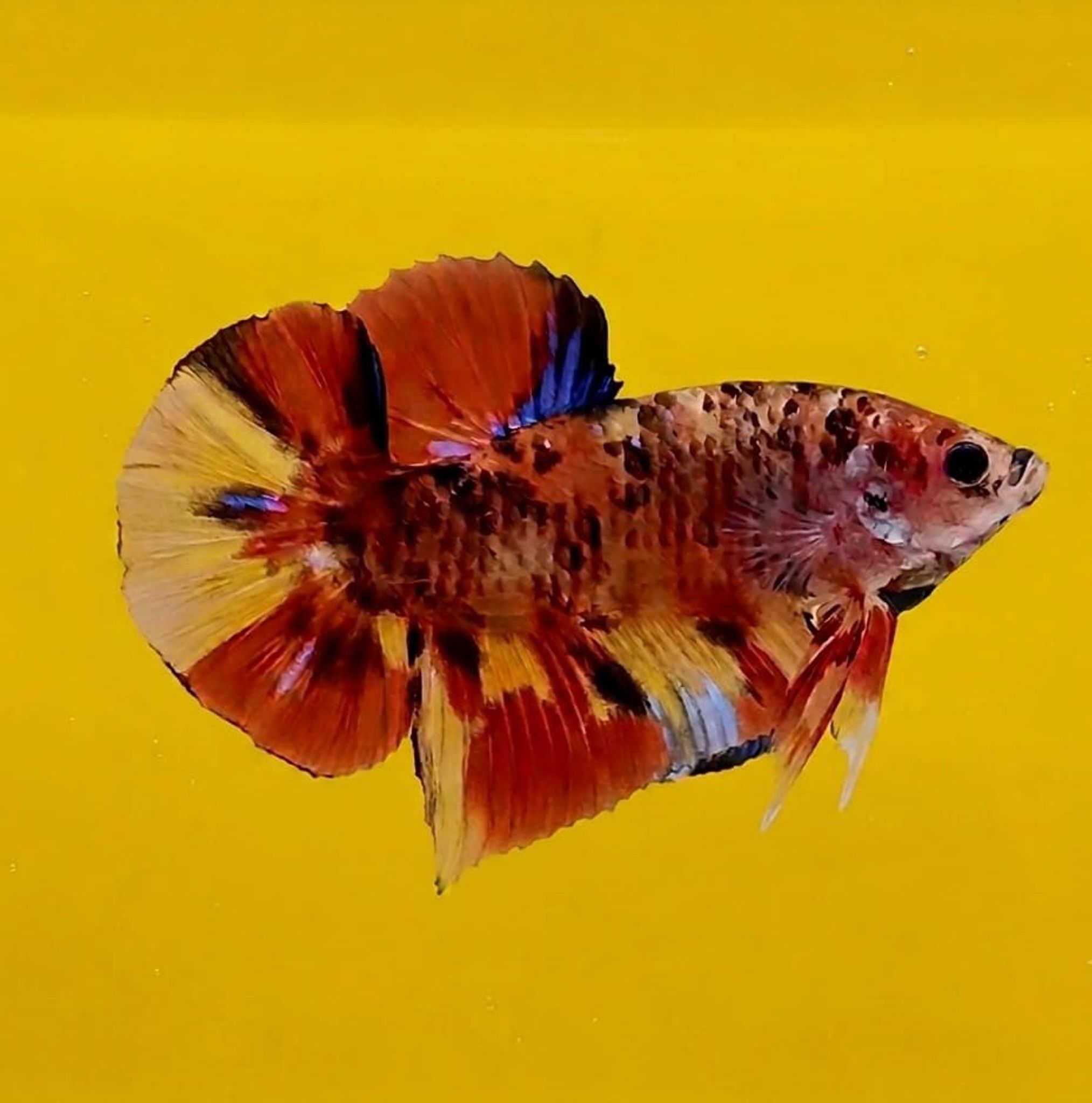 Multicolor Giant Betta (Male)