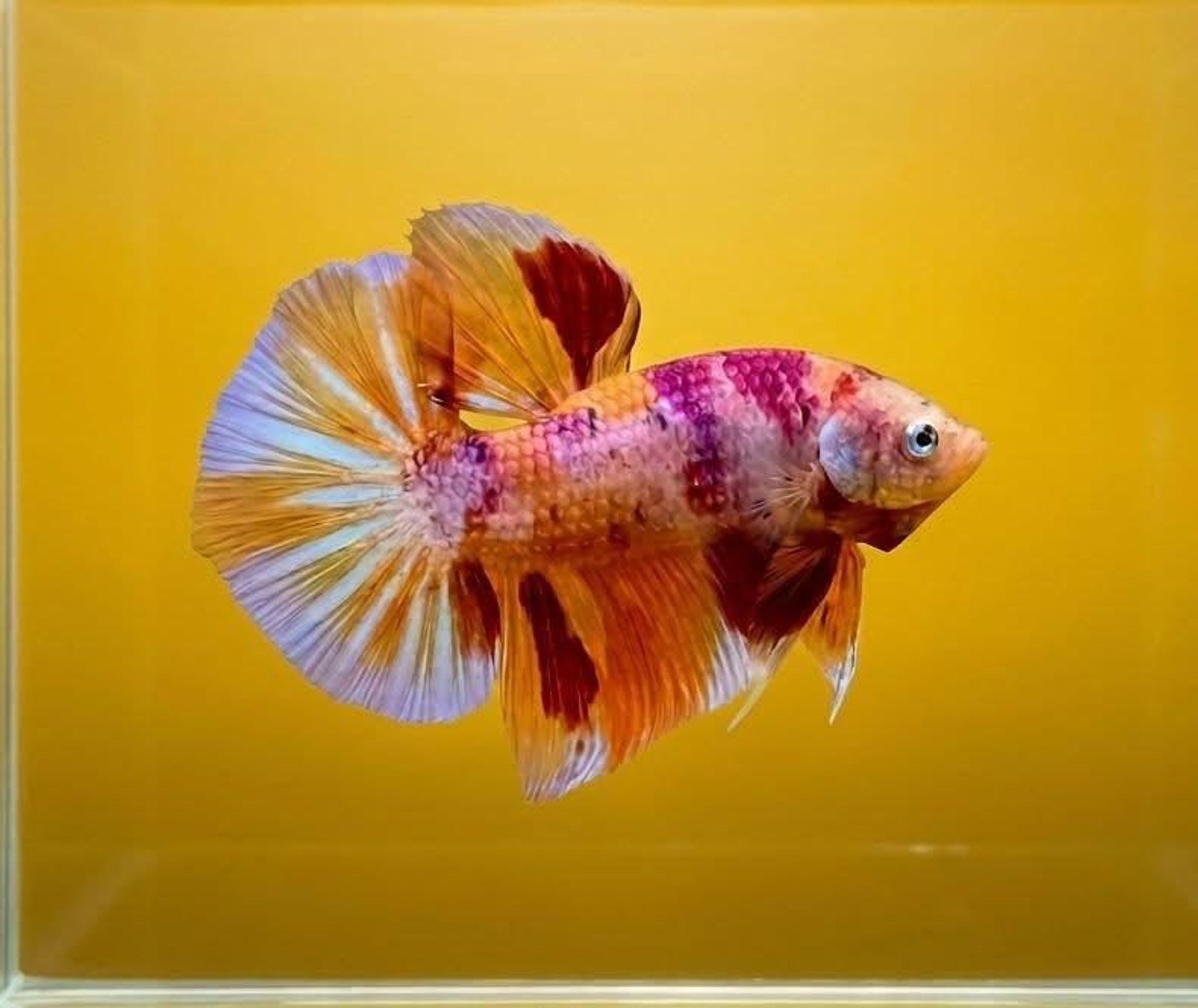 Multicolor Overtail Giant Betta (Male)