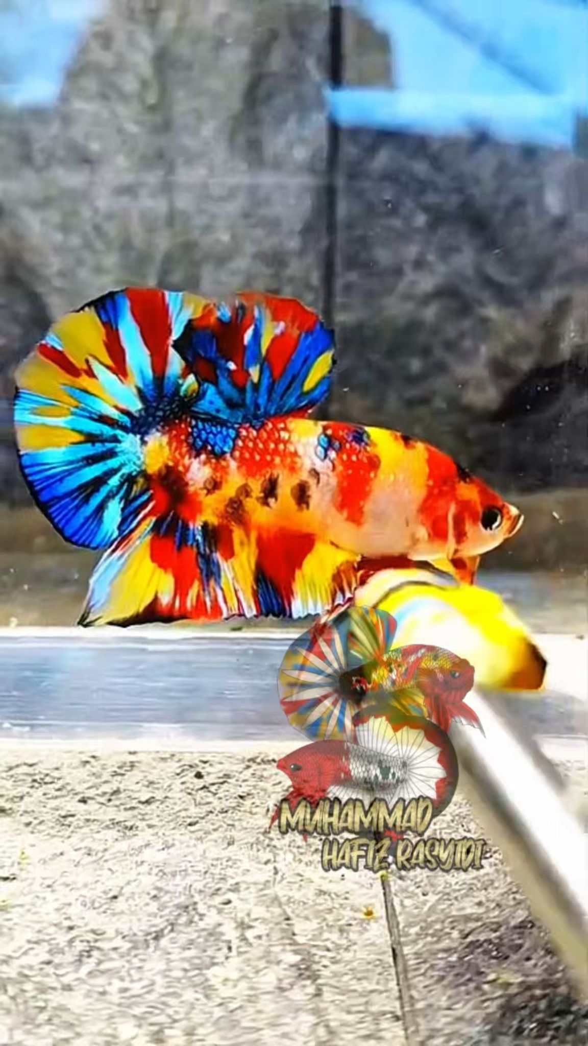 Multicolor metallic