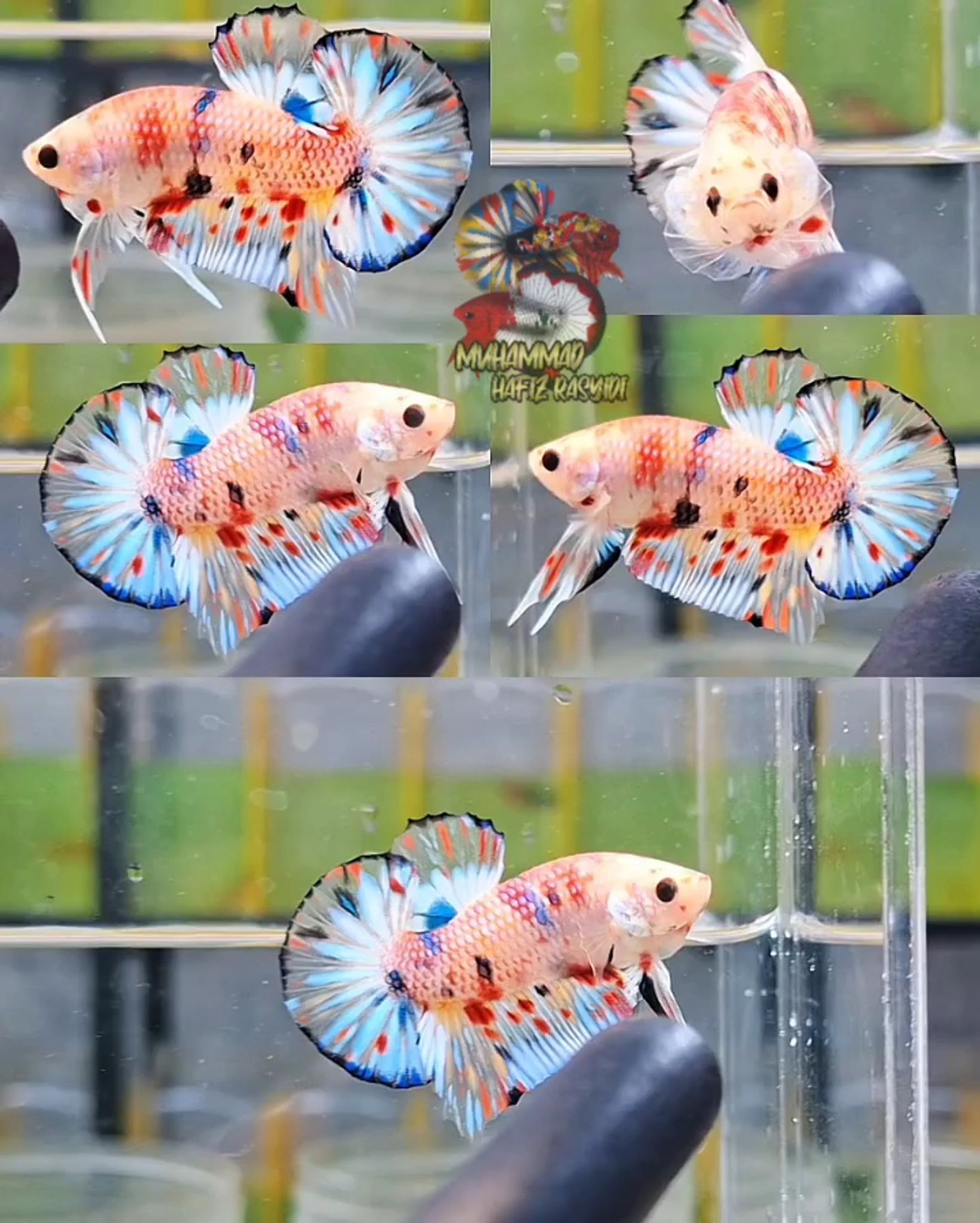 Multicolor metallic