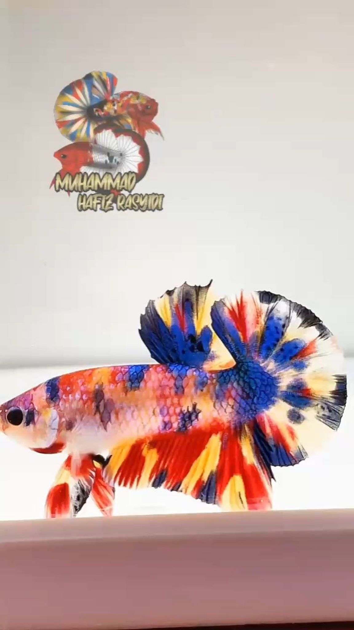 Multicolor metallic