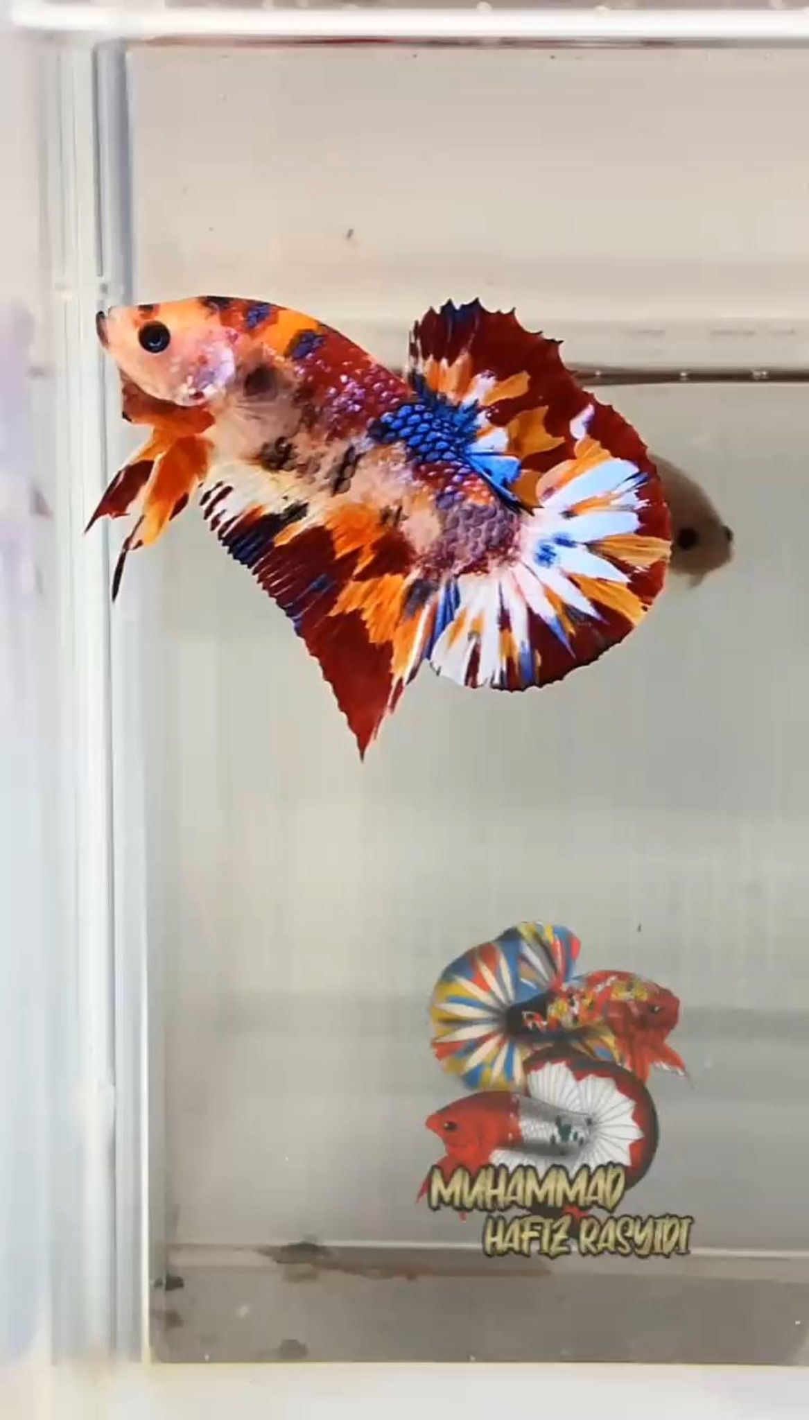 Multicolor metallic