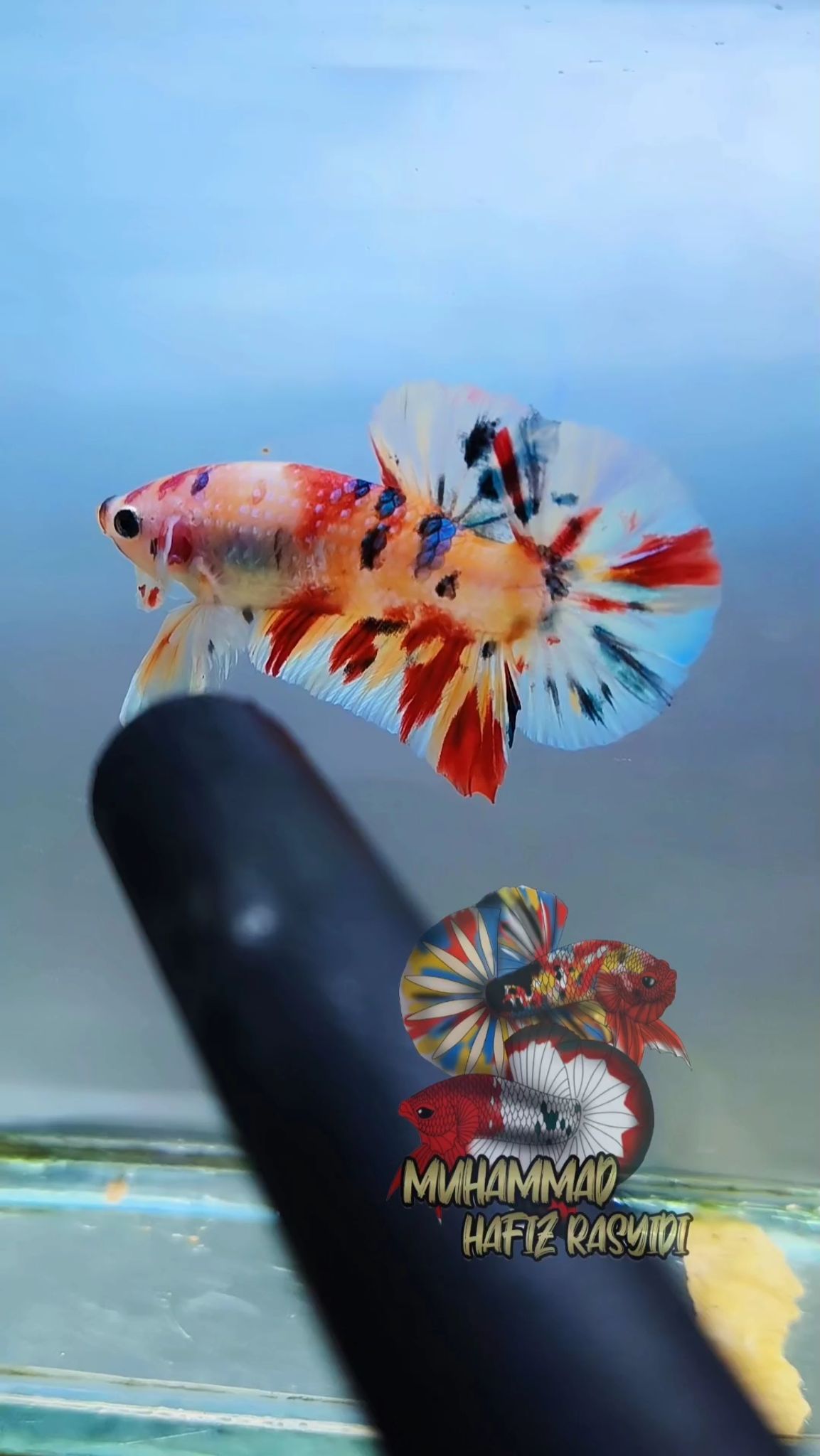 Multicolor
