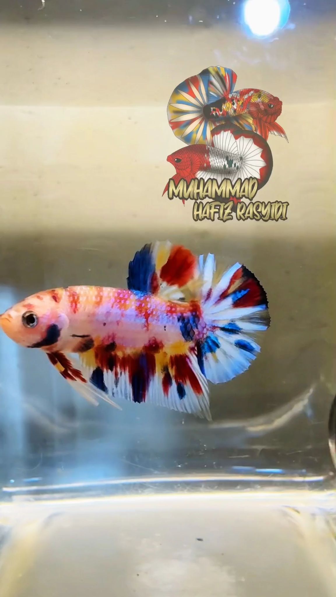 Multicolor