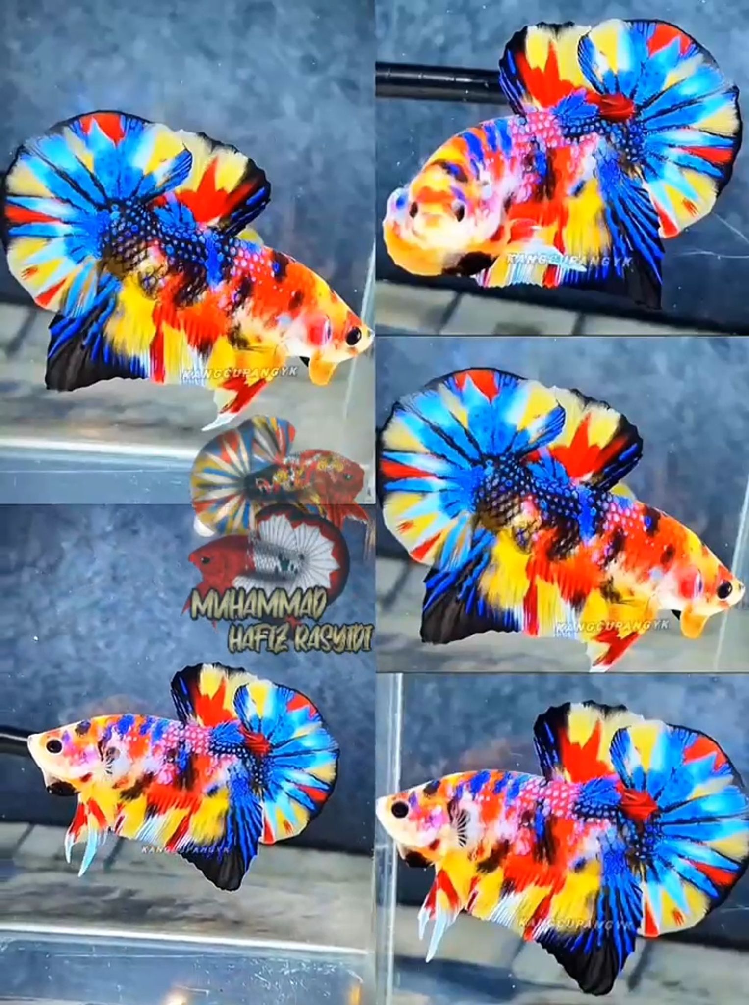 Multicolor