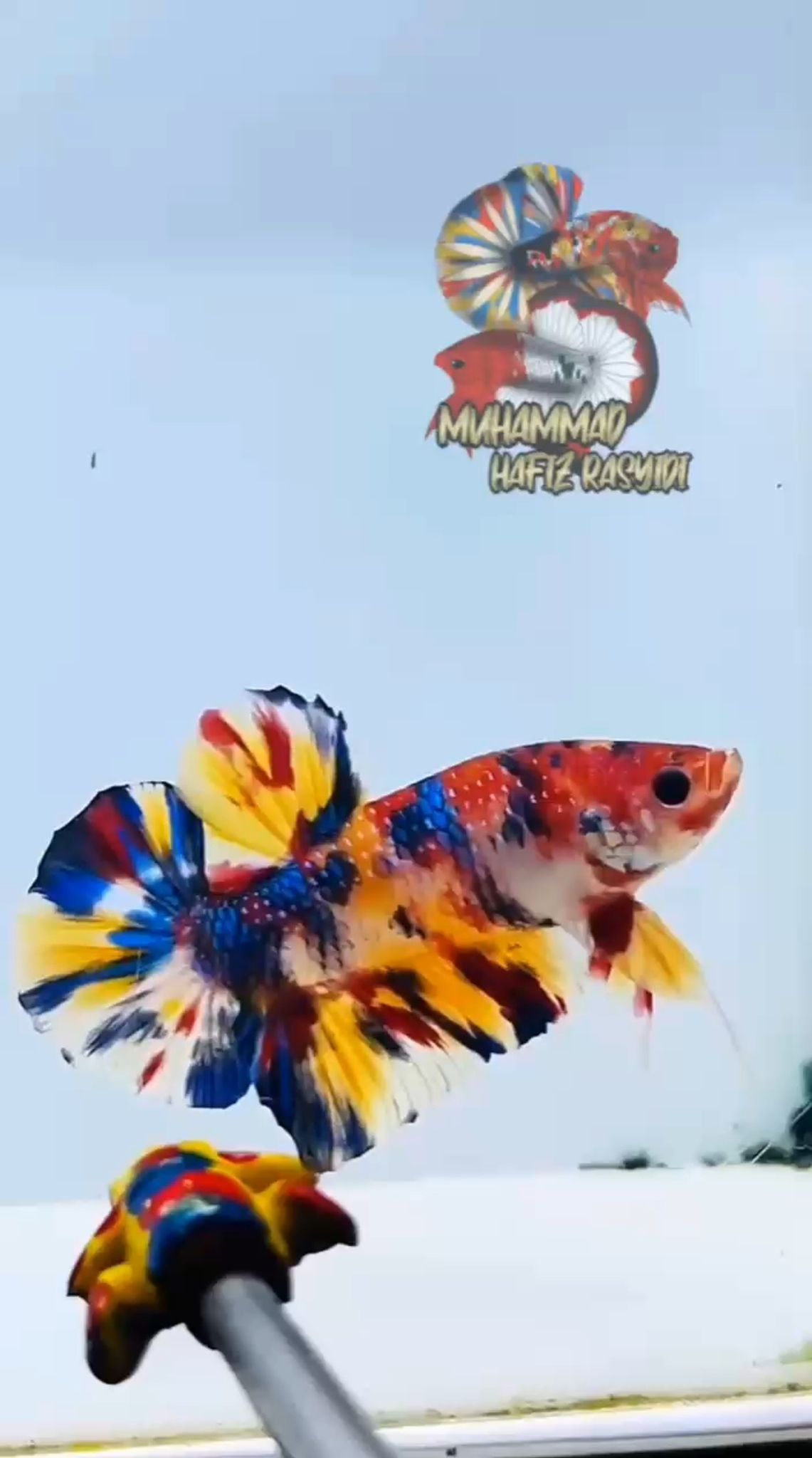 Multicolor