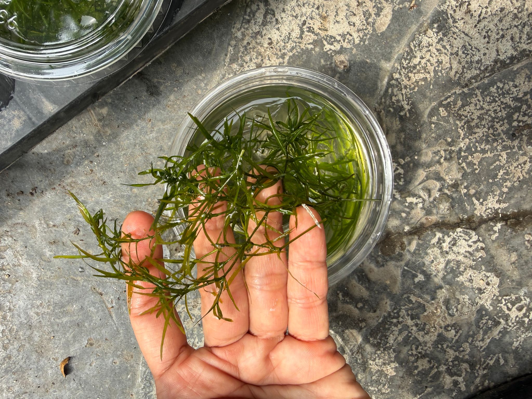 Guppy Grass Najas guadalupensis