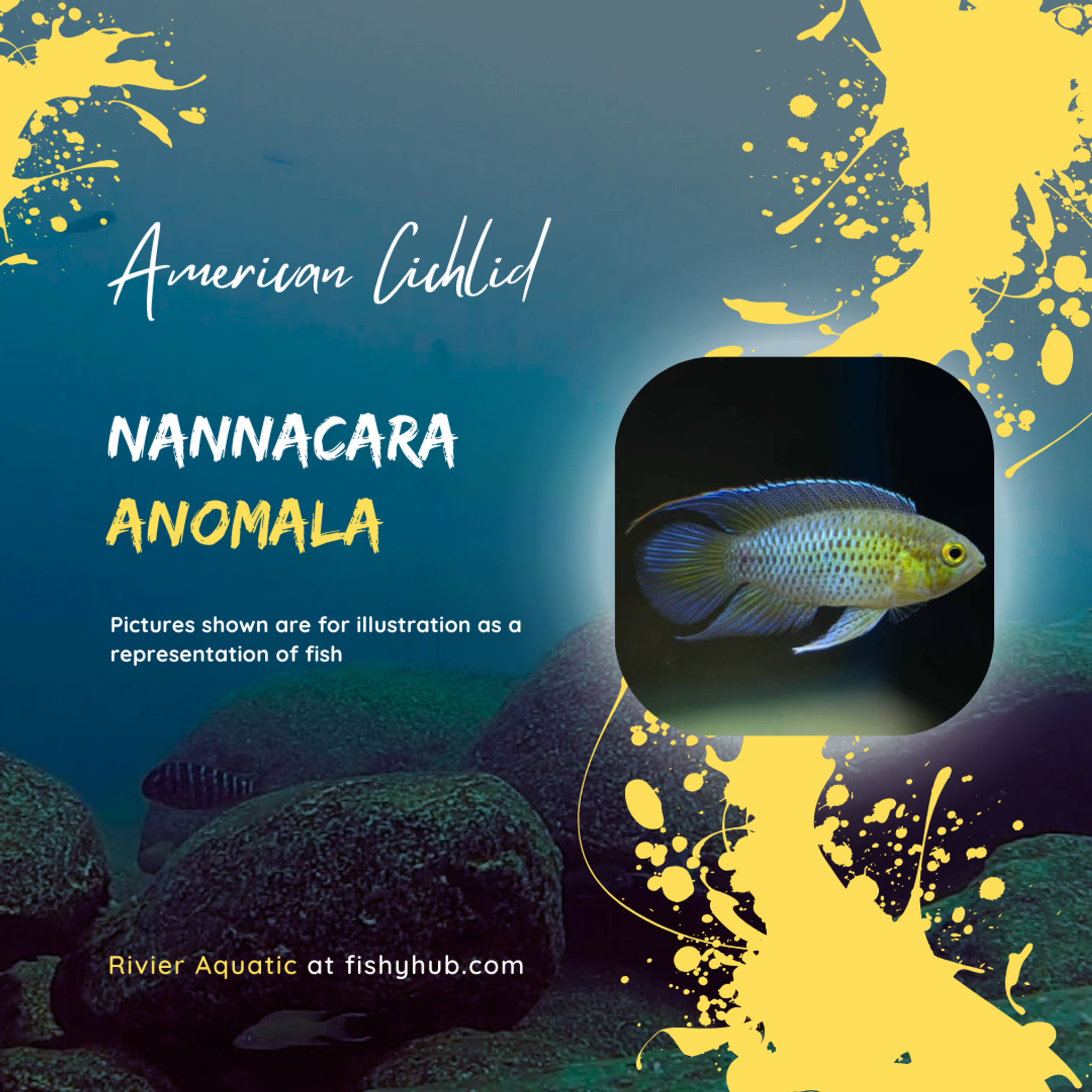 Nannacara Anomala