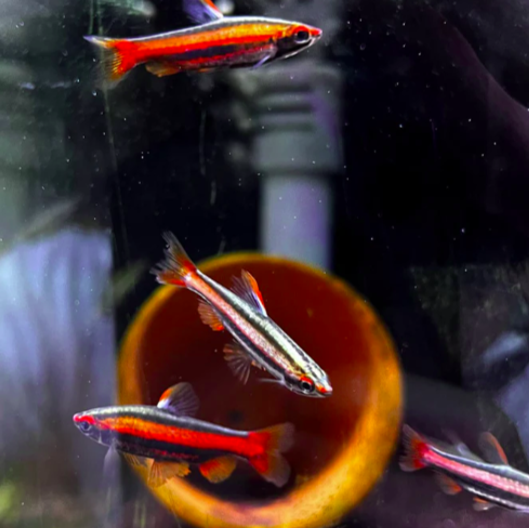 Coral Red Pencilfish