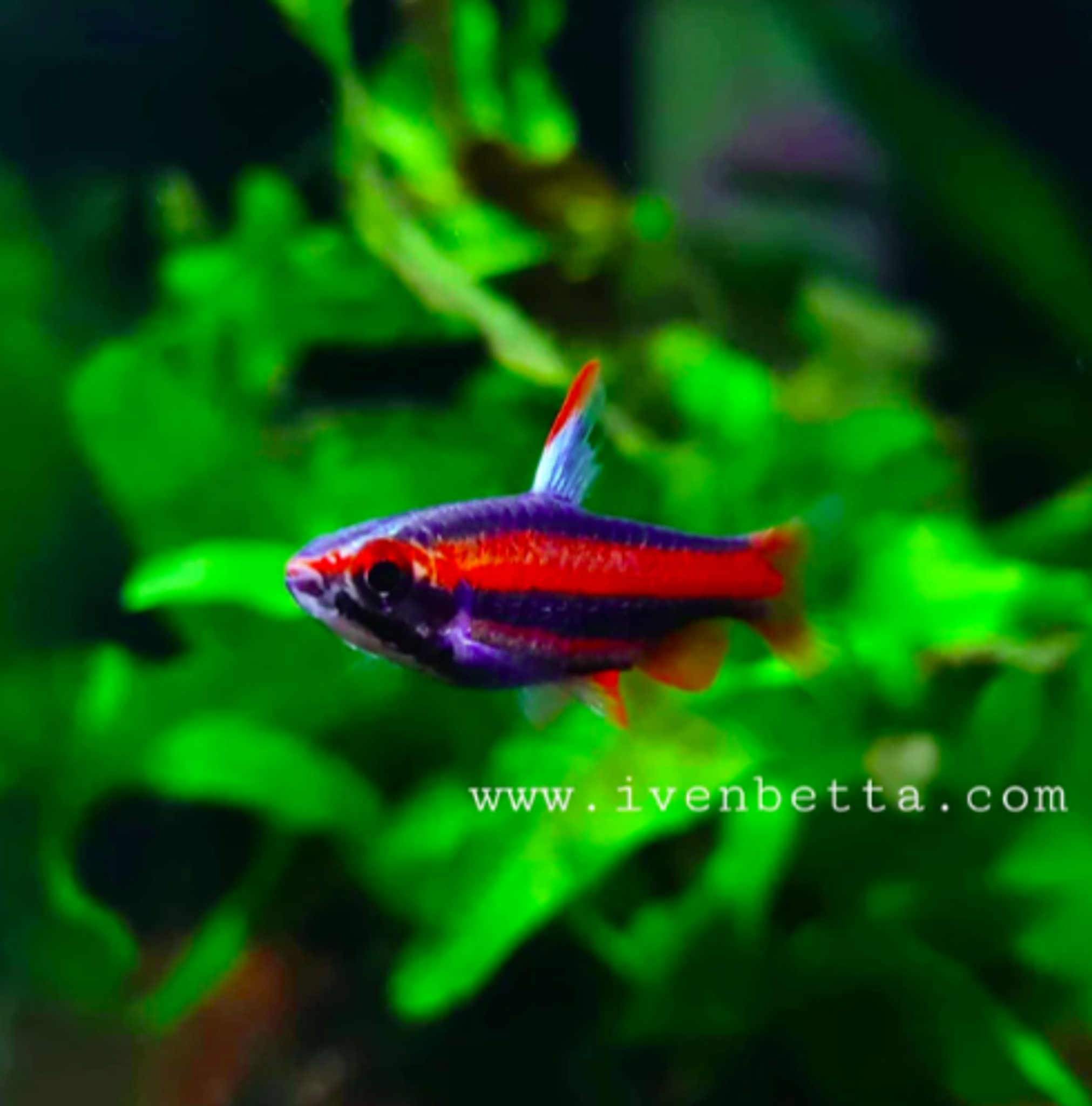 Coral Red Pencilfish