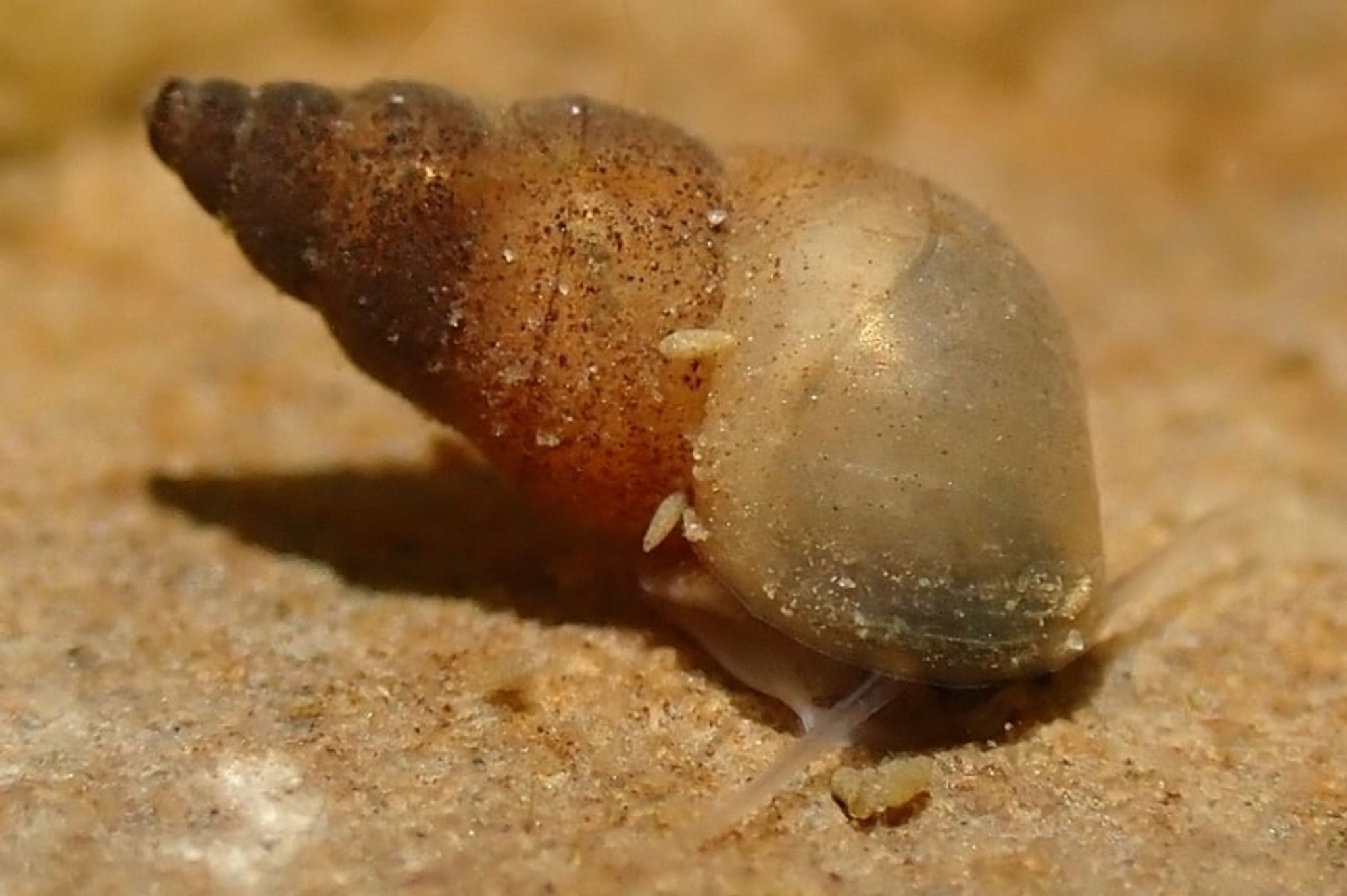 Nano Watercress Snail (Fontigens nickliniana) Tiny snail