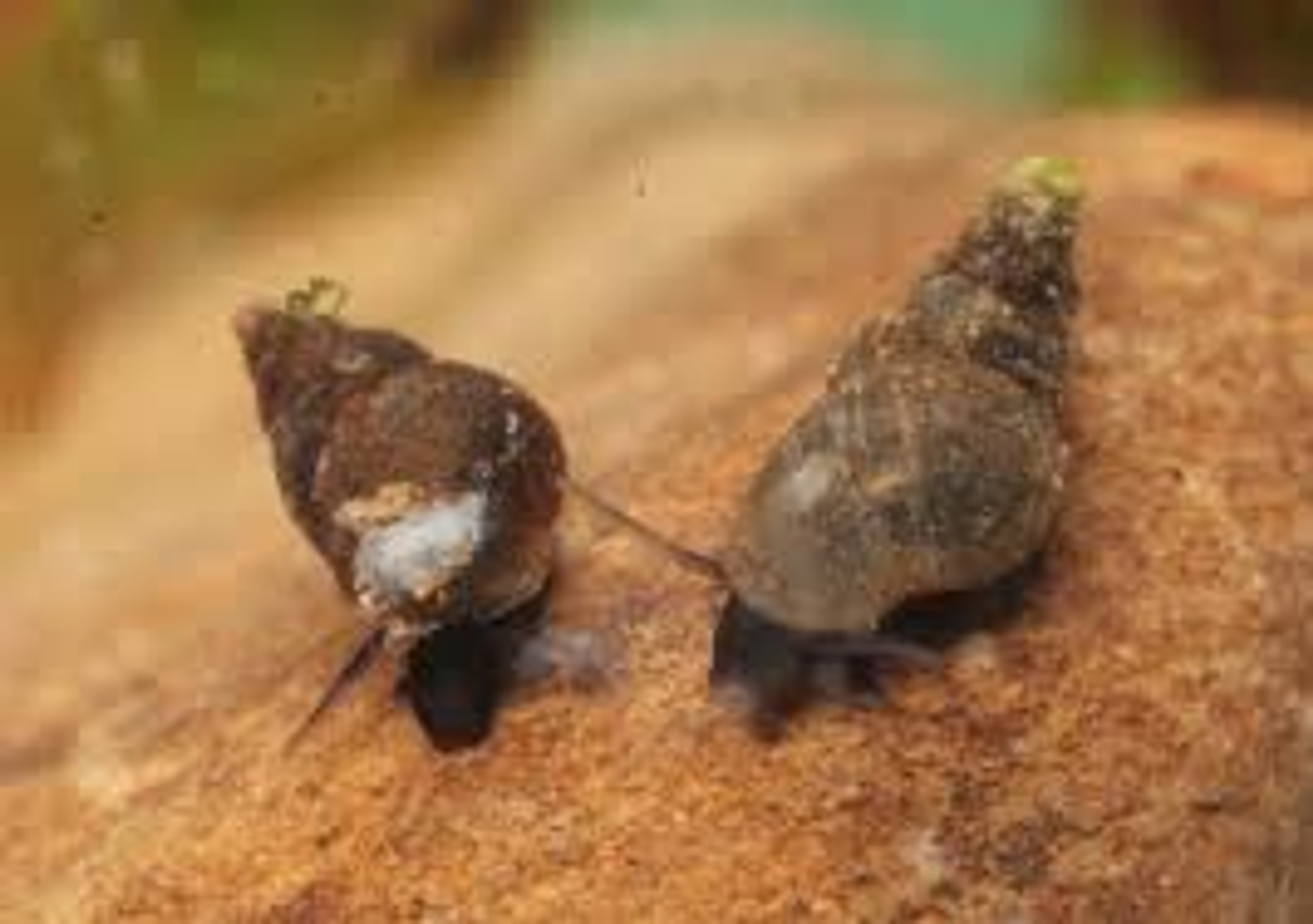 Nano Watercress Snail (Fontigens nickliniana) Tiny snail