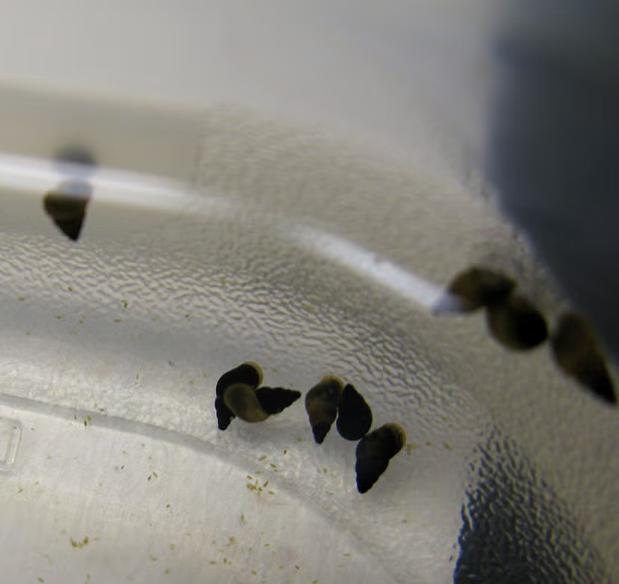 Nano Watercress Snail (Fontigens nickliniana) Tiny snail