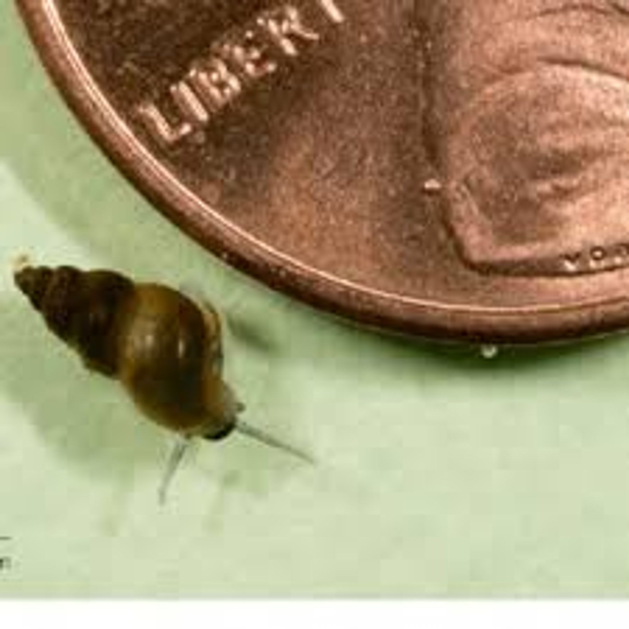 Nano Watercress Snail (Fontigens nickliniana) Tiny snail
