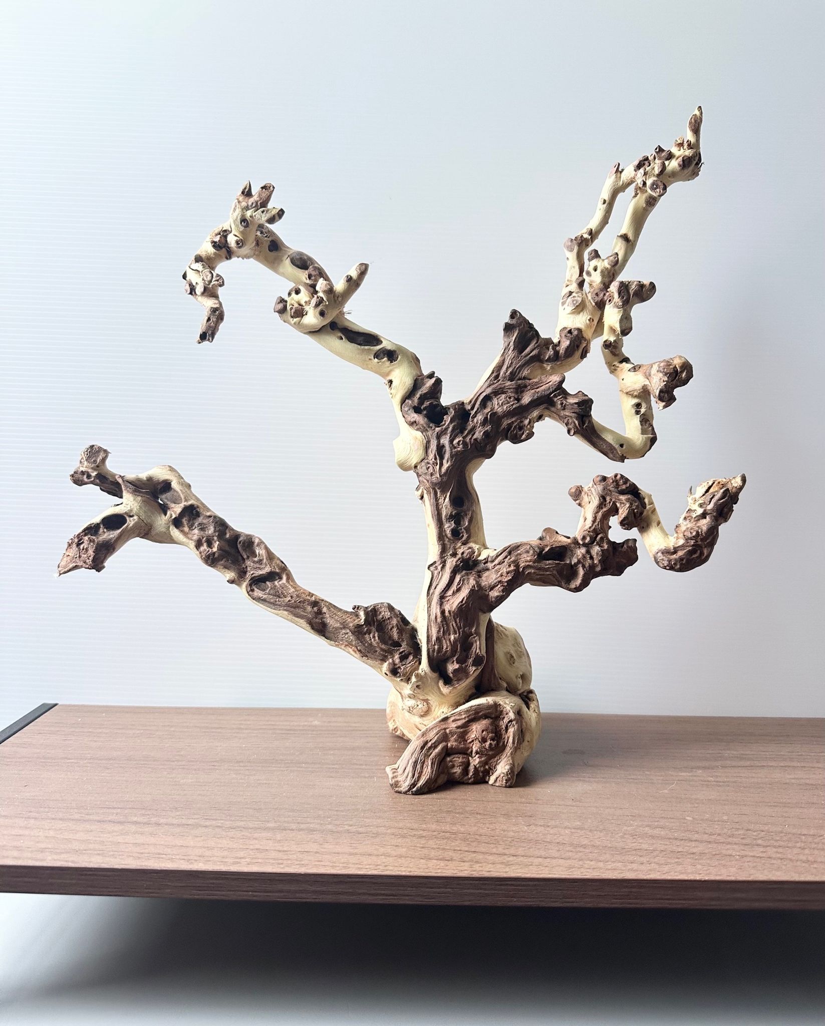 Natural Beautiful coral wood with Unique tree shape for shrimp fish tank aquarium Gardening (Length 34cm, Width 10cm, Height 34cm)