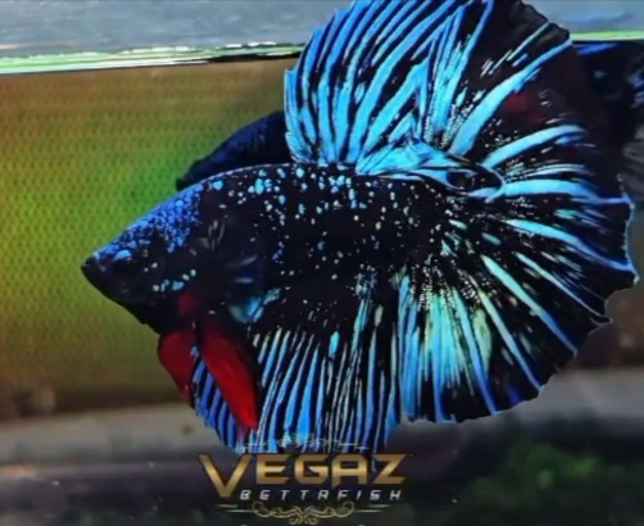 Higher Care Nebula betta