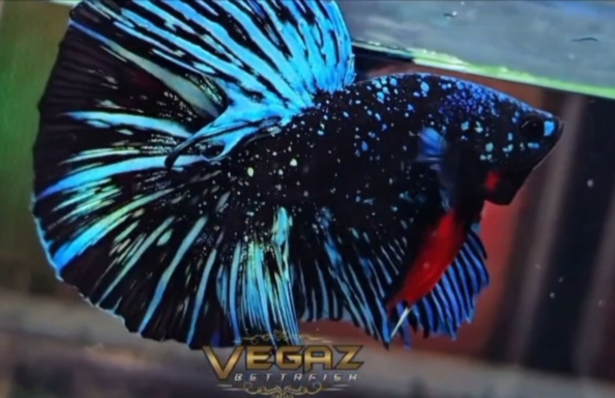 Higher Care Nebula betta
