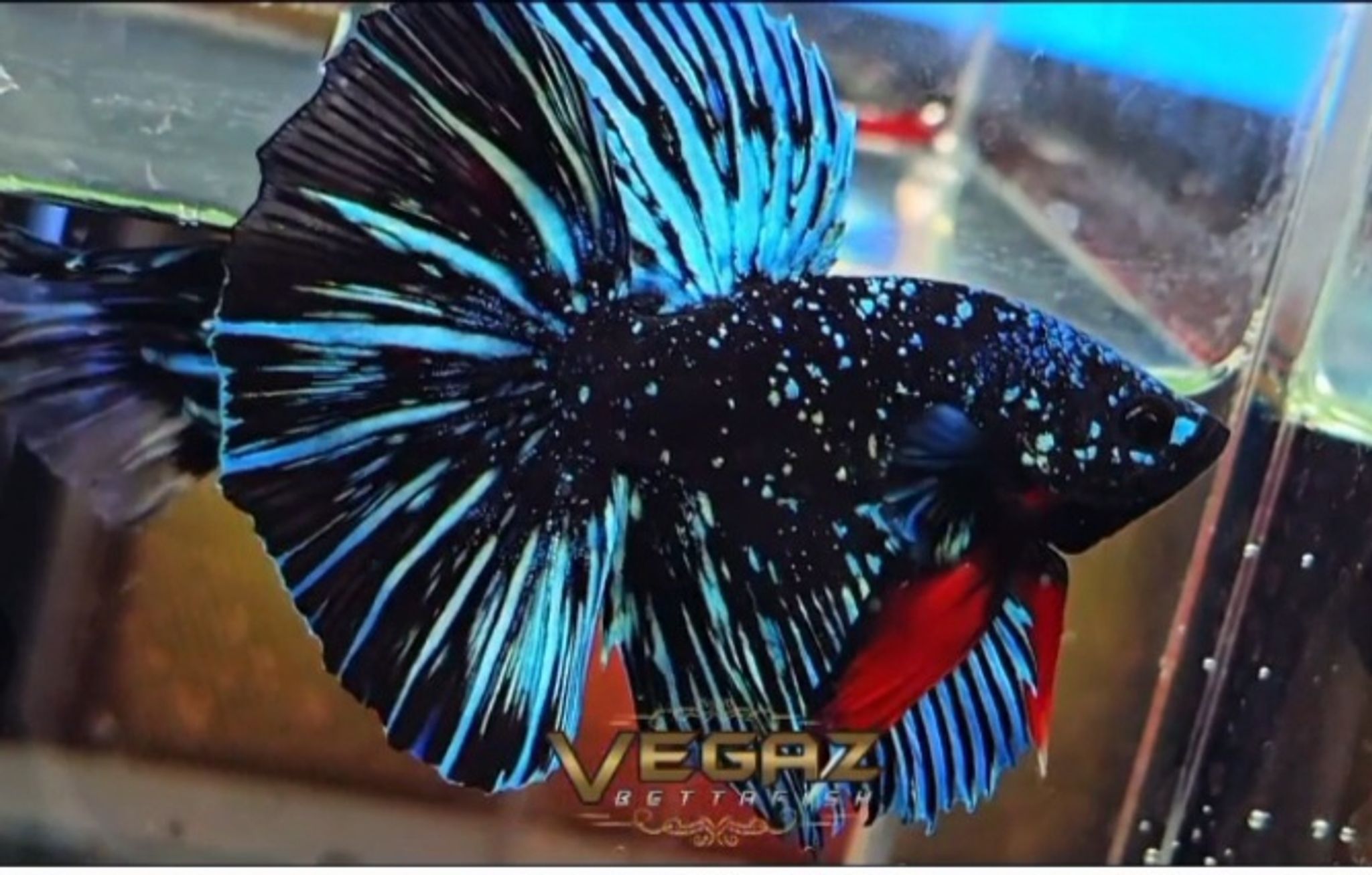 Higher Care Nebula betta