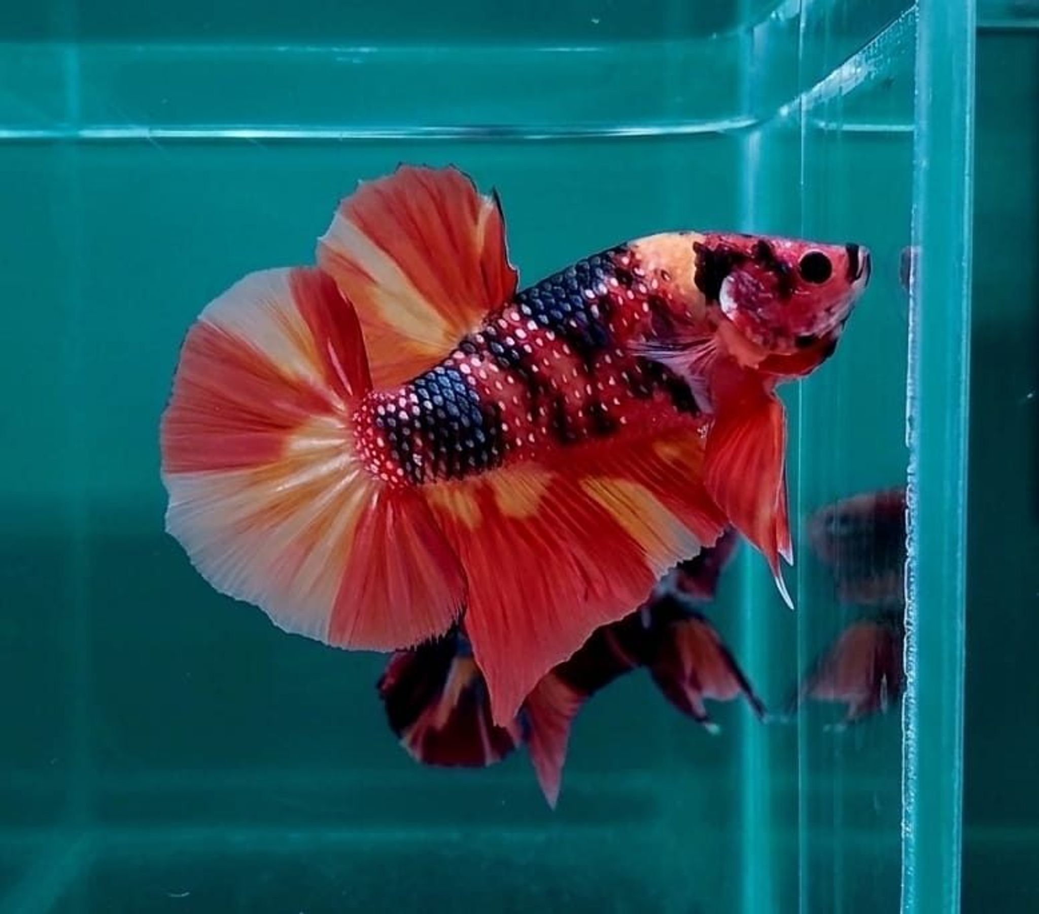 Nemo Copper Variant Giant Betta (Male)