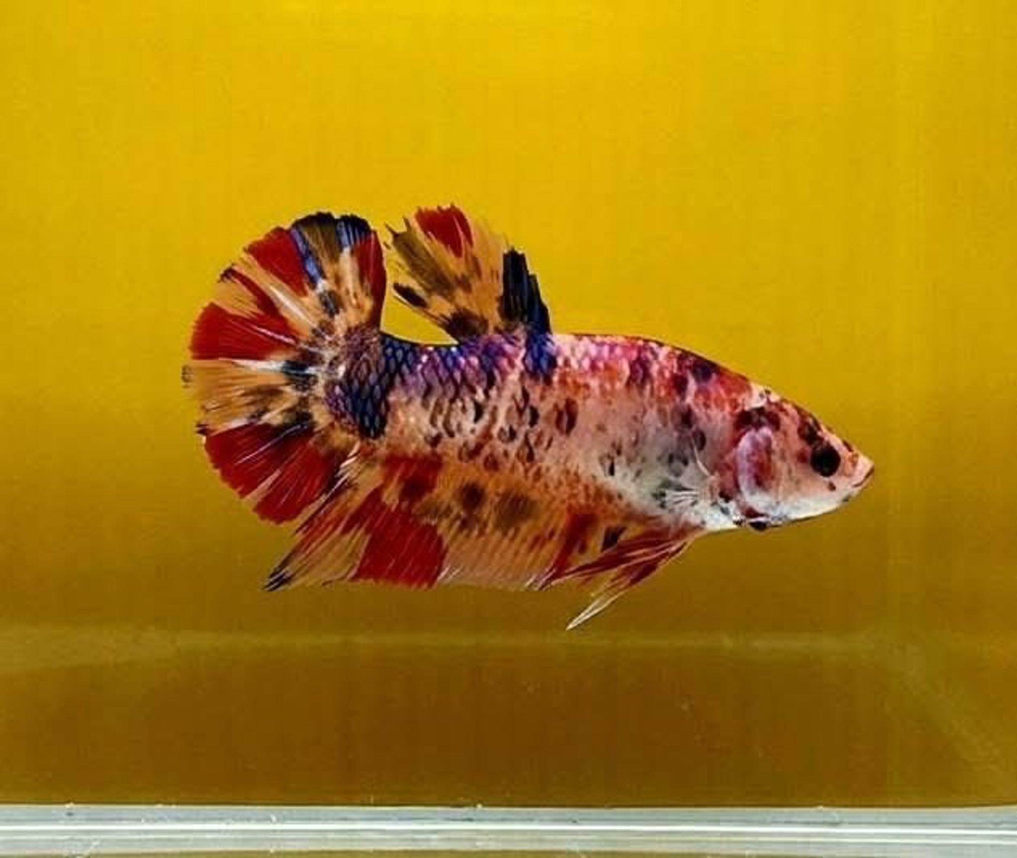 Nemo Multicolor Giant Betta (Female)