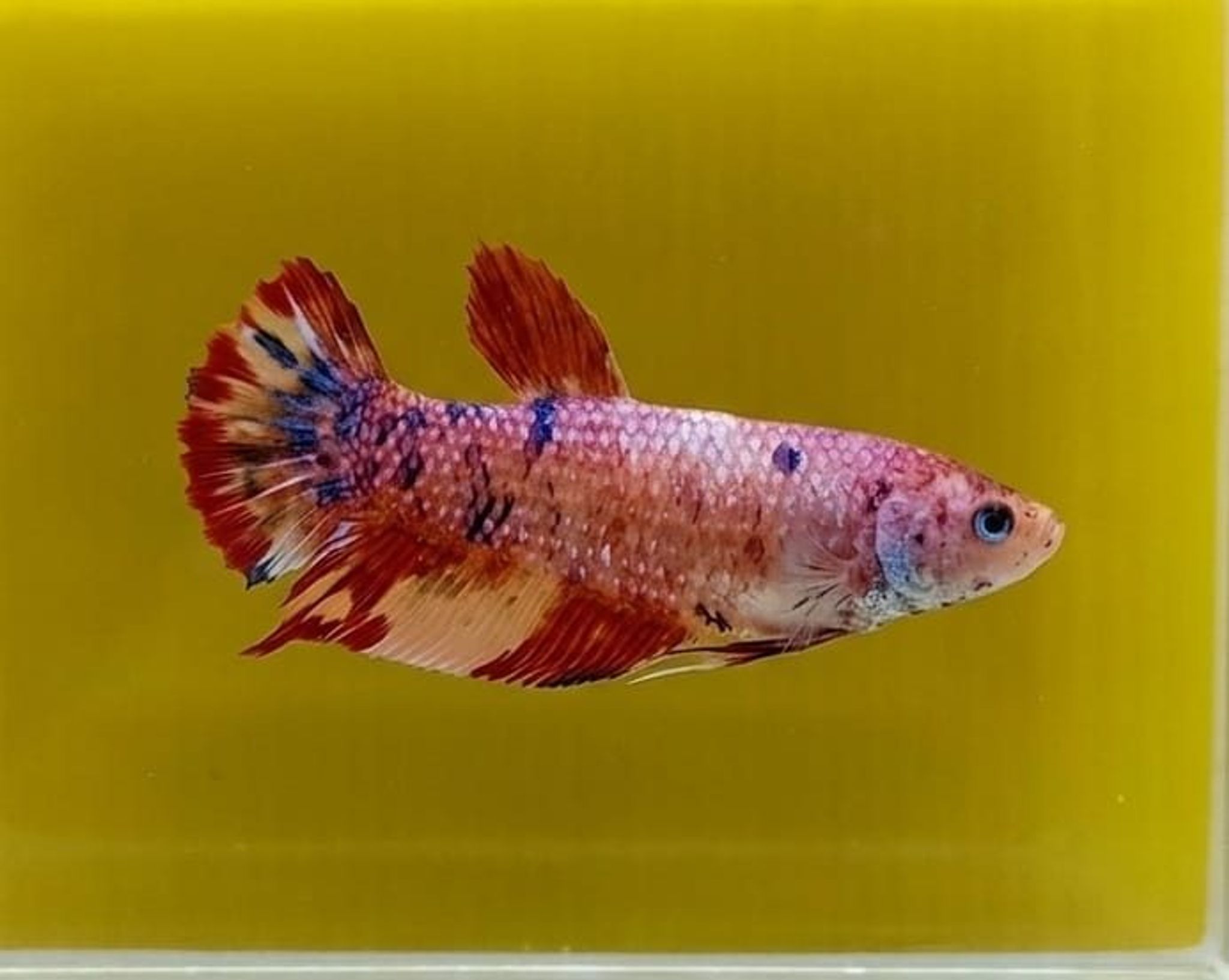 Nemo Multicolor Giant Betta (Female)