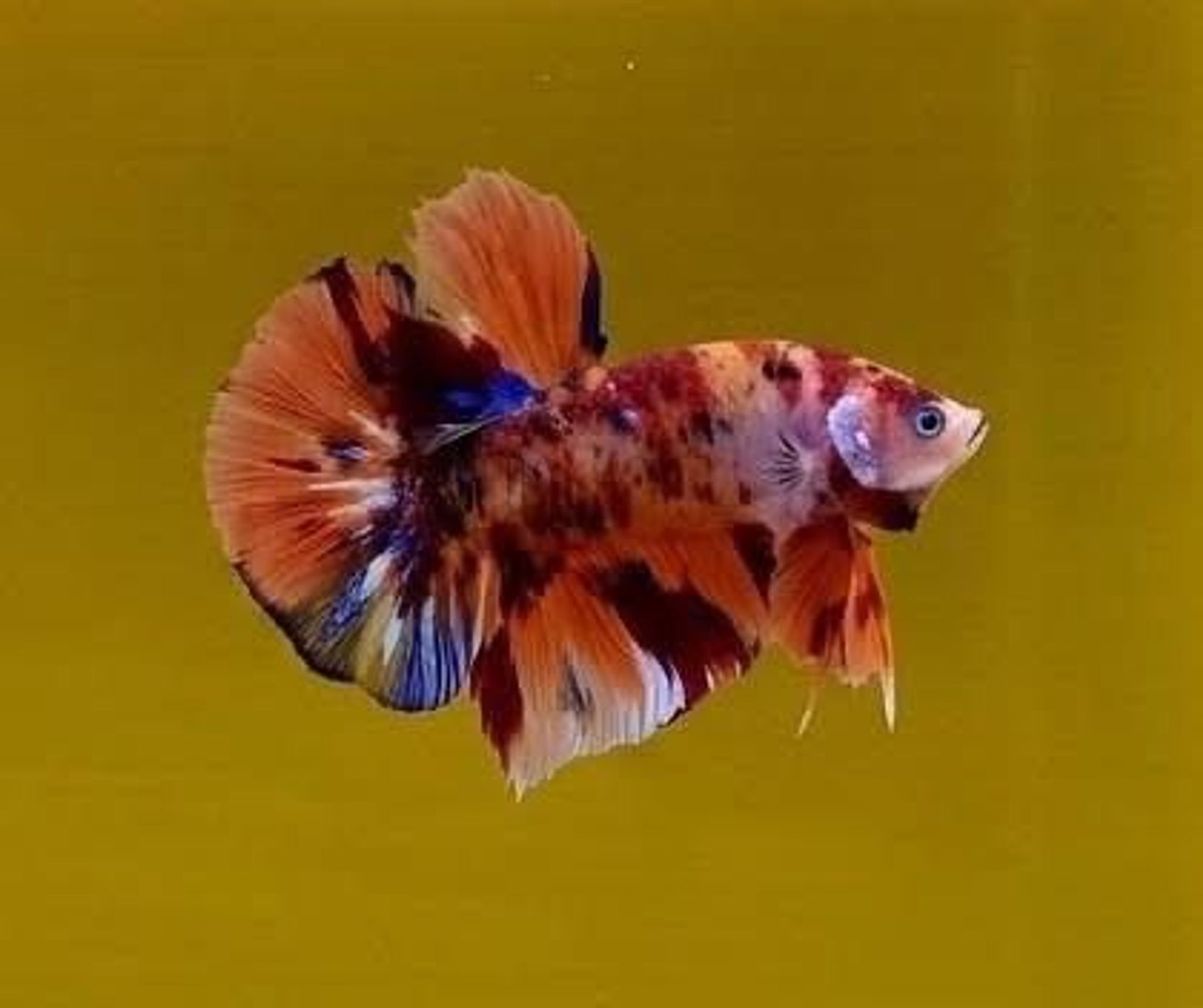 Nemo Multicolor Giant Betta (Male)