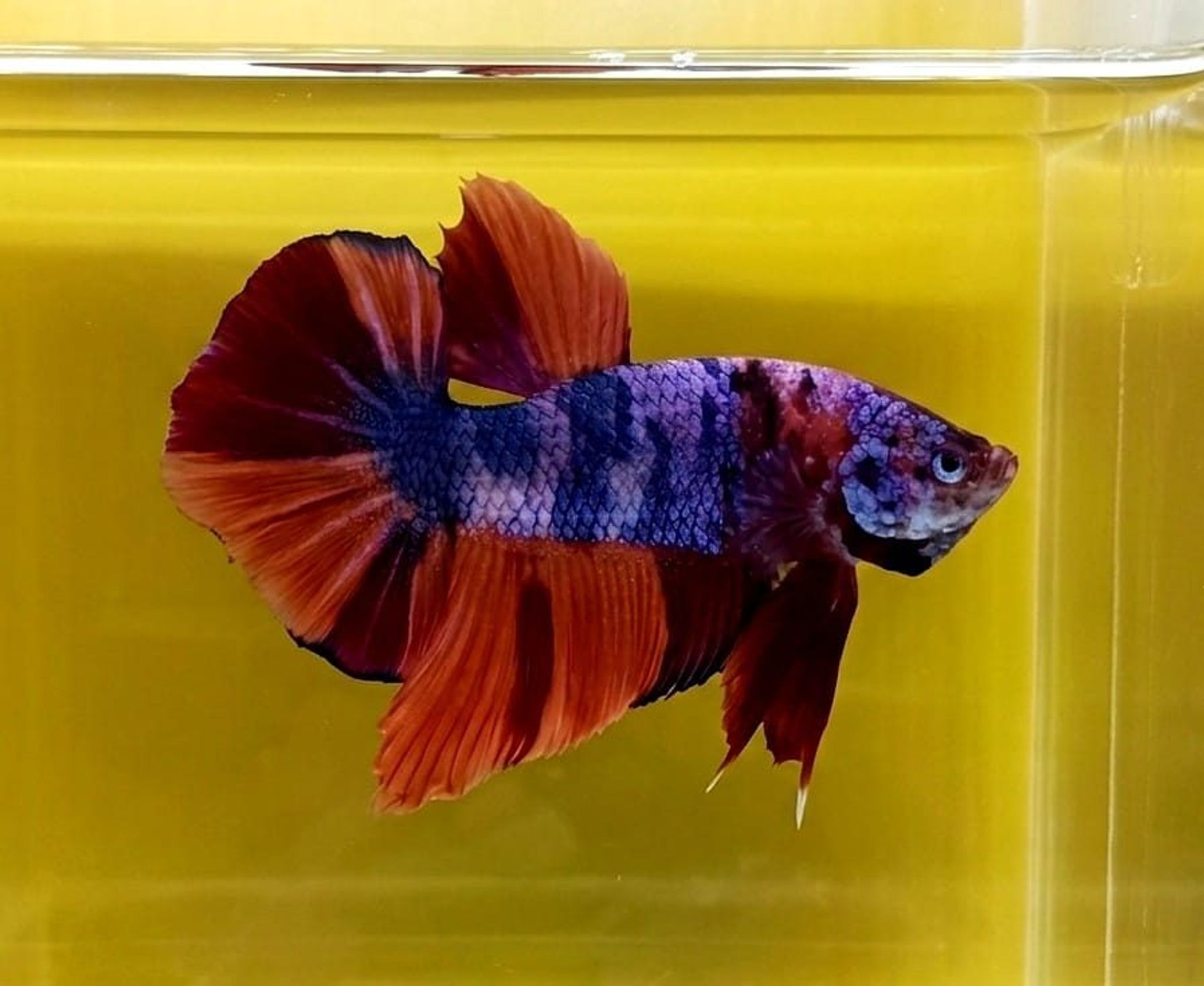 Nemo Multicolor Giant Betta (Male)