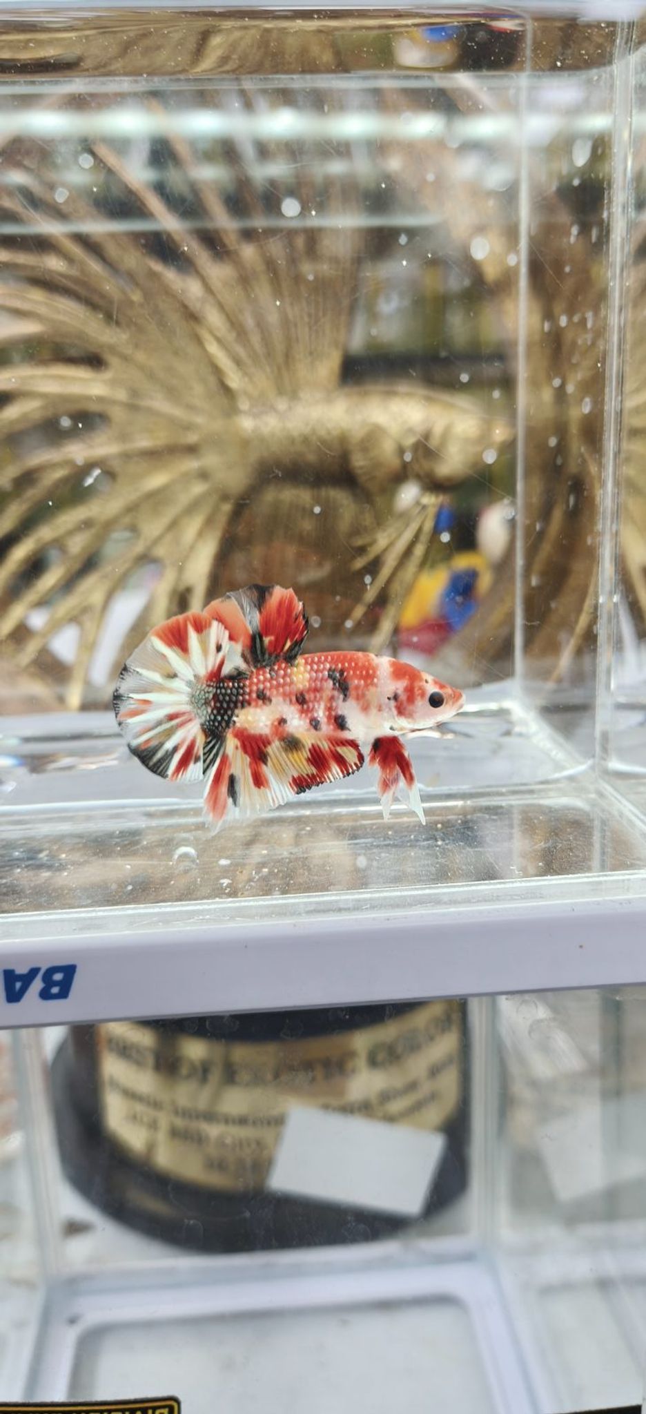 Nemo coper varian