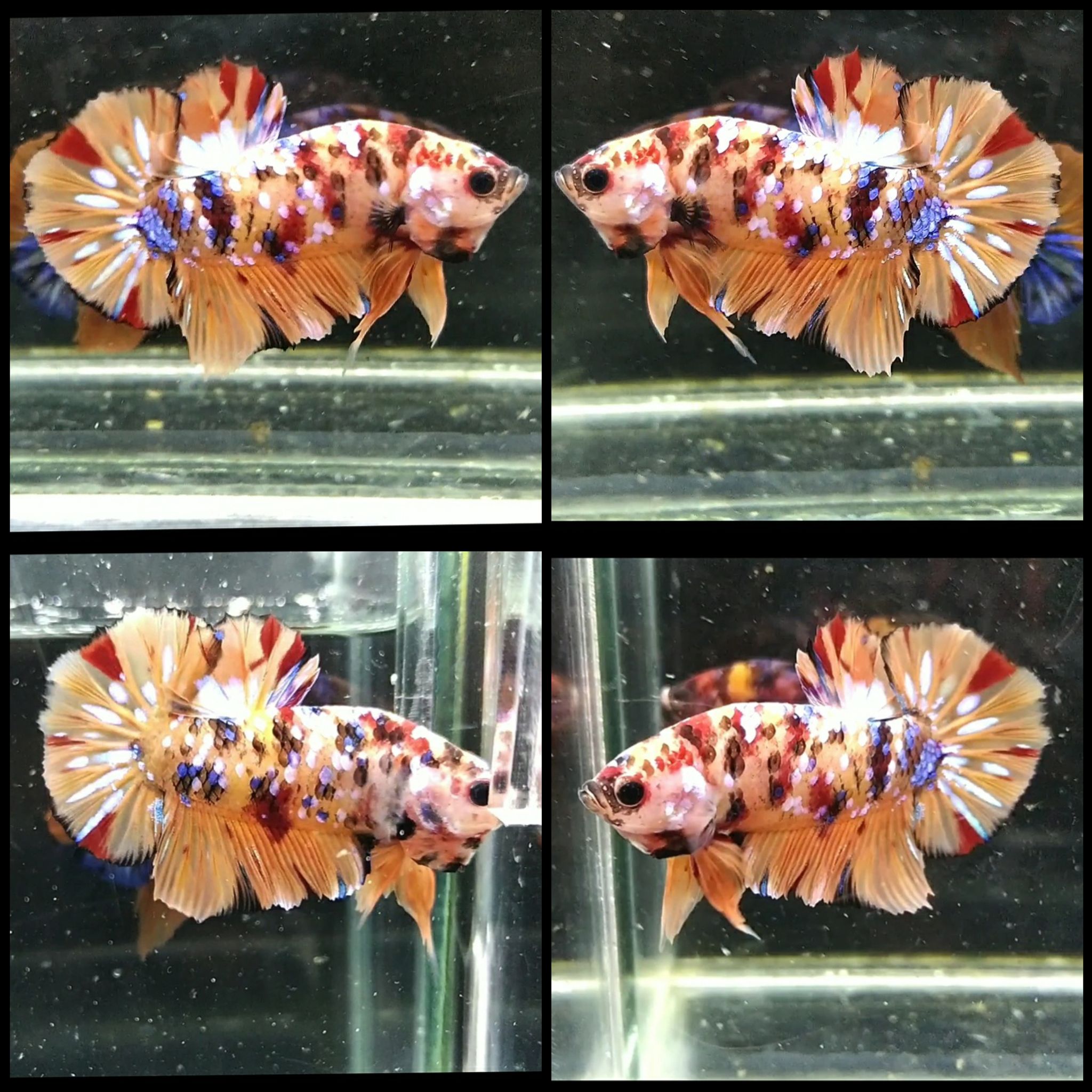 Nemo multicolor