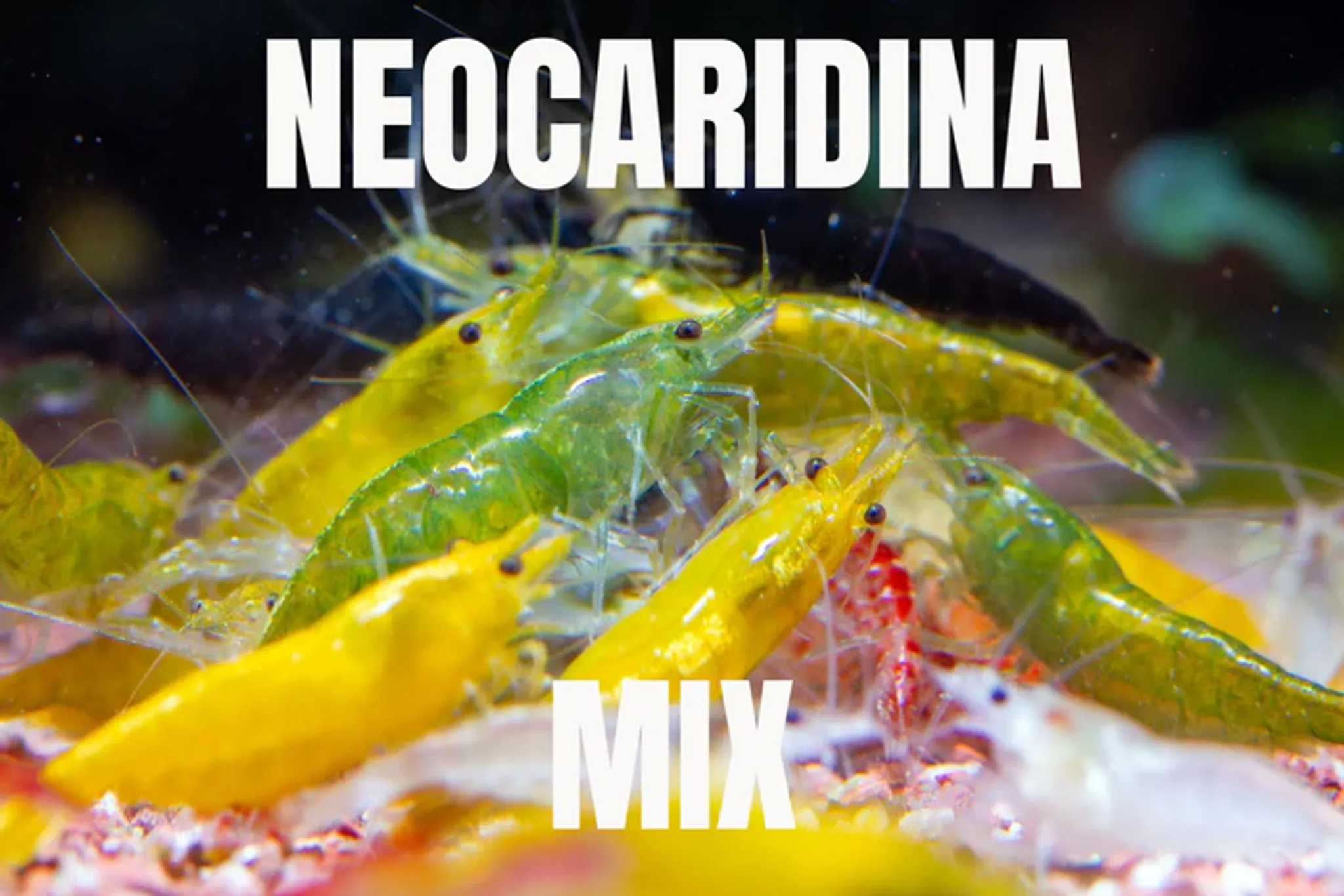 Neocaridina Mix [Pack of 30]