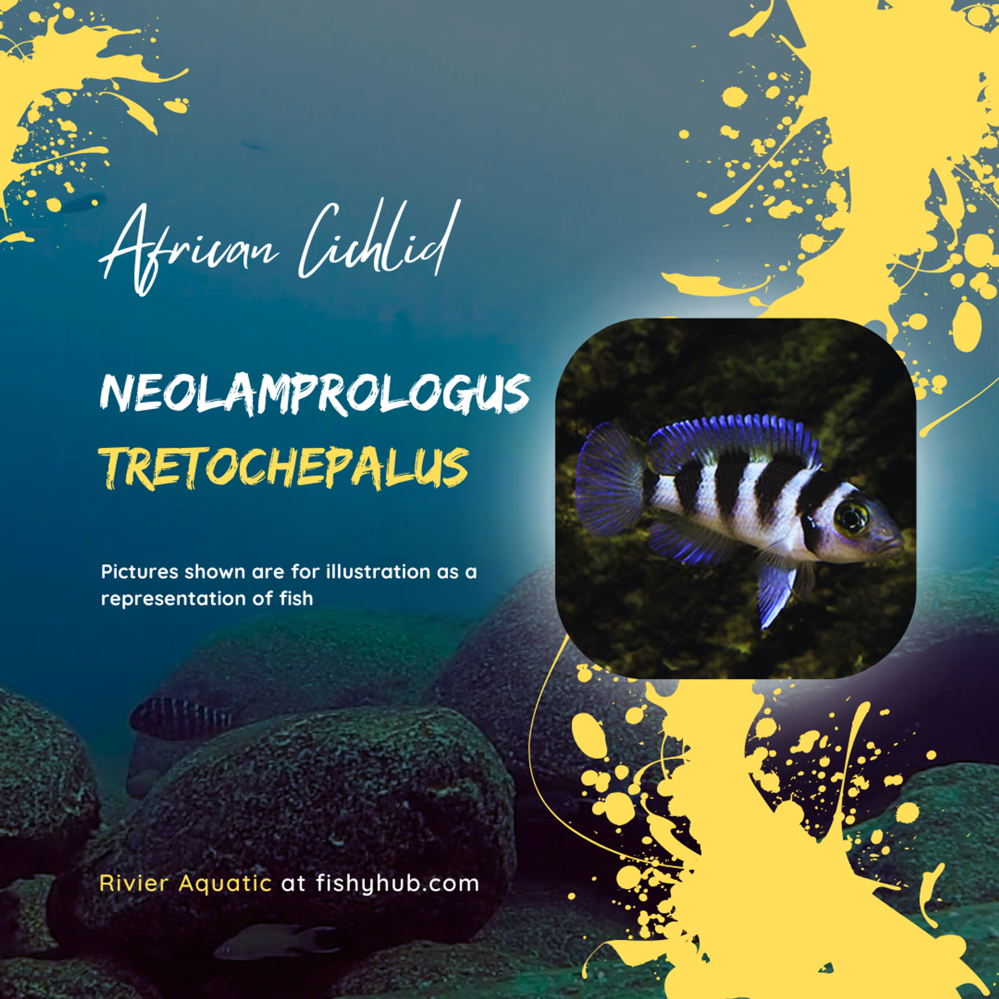 Five-Bar Cichlid (Neolamprologus Tretocephalus)